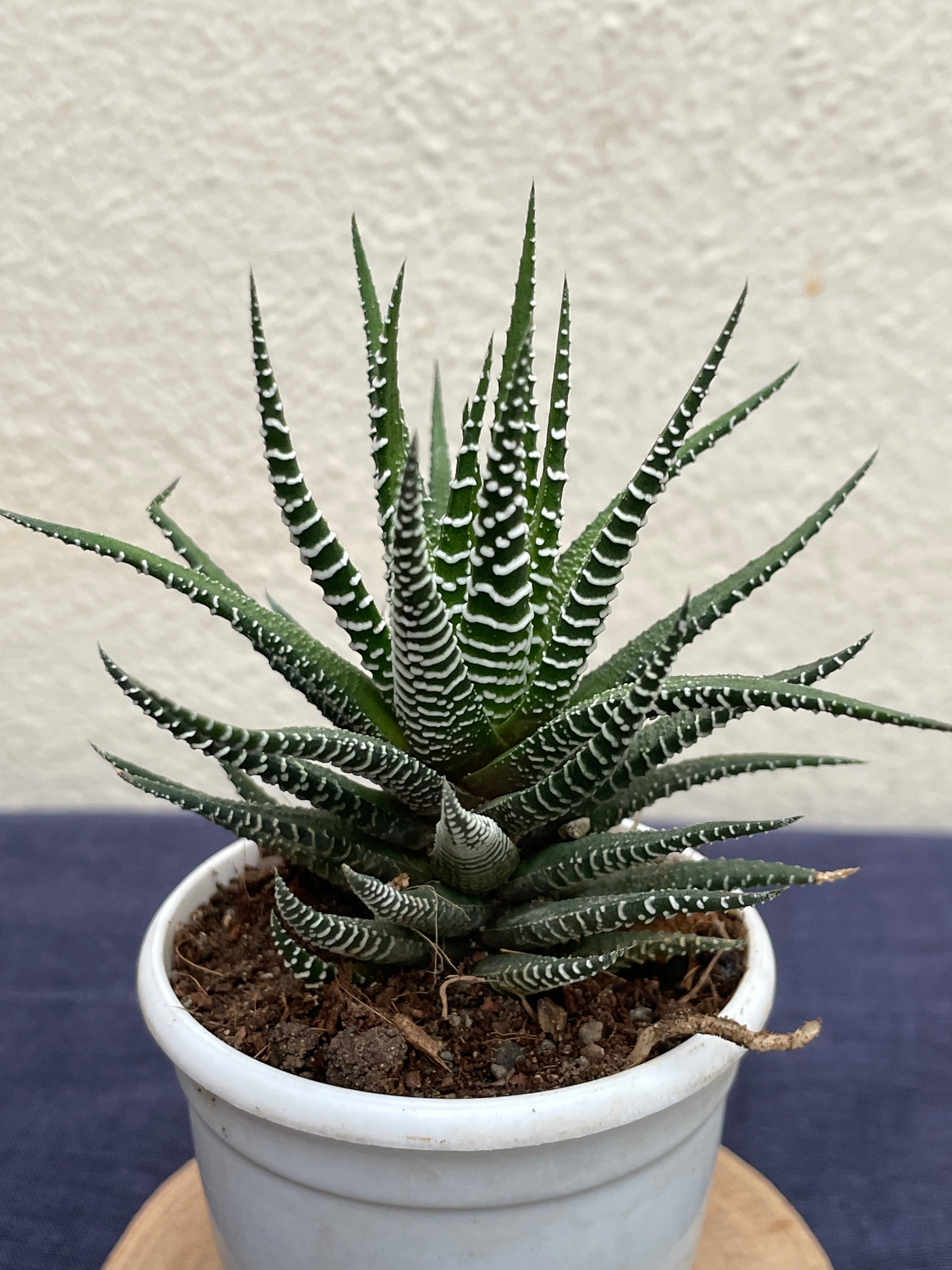 Haworthia Zebra