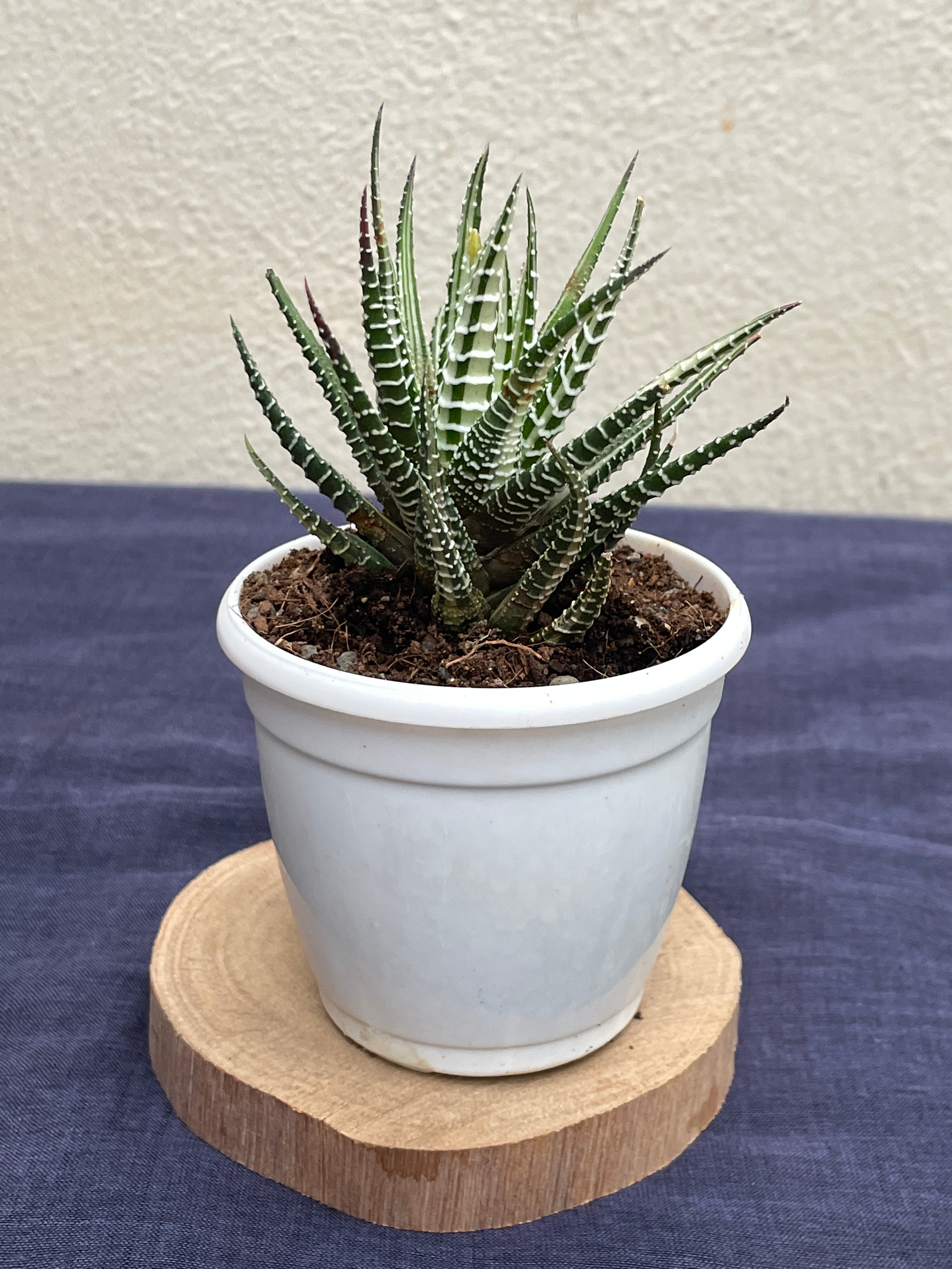 Haworthia Zebra Variegated
