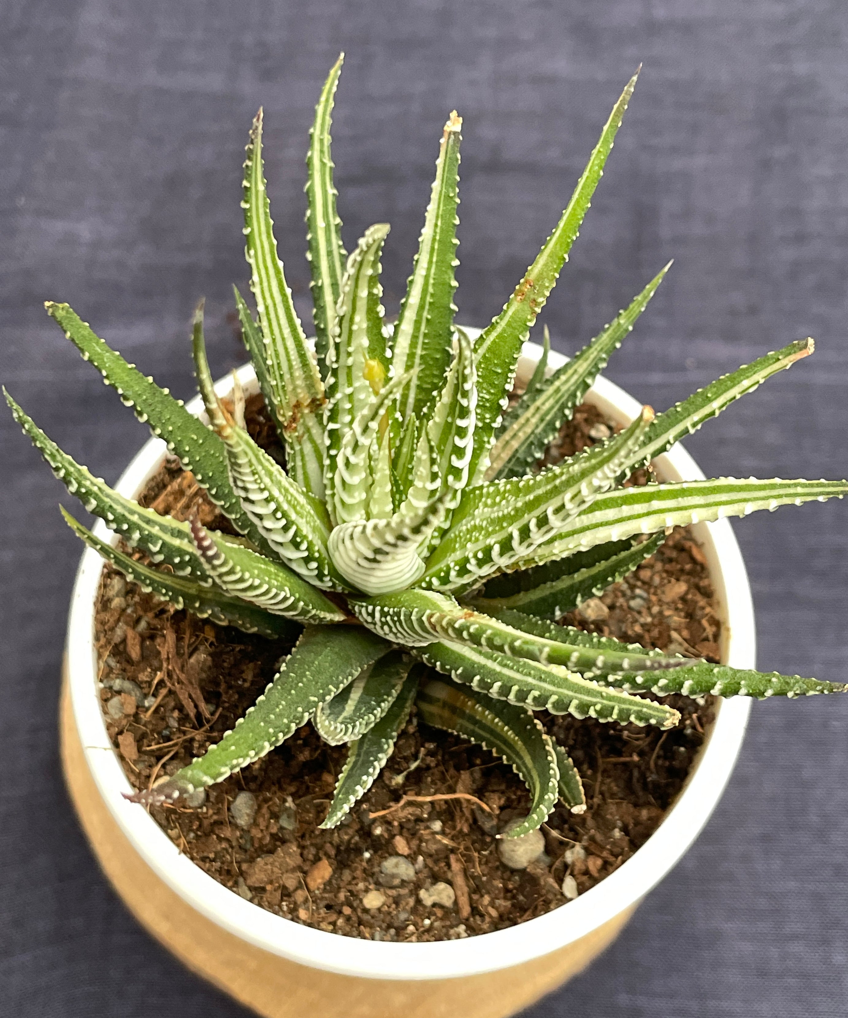 Haworthia Zebra Variegated
