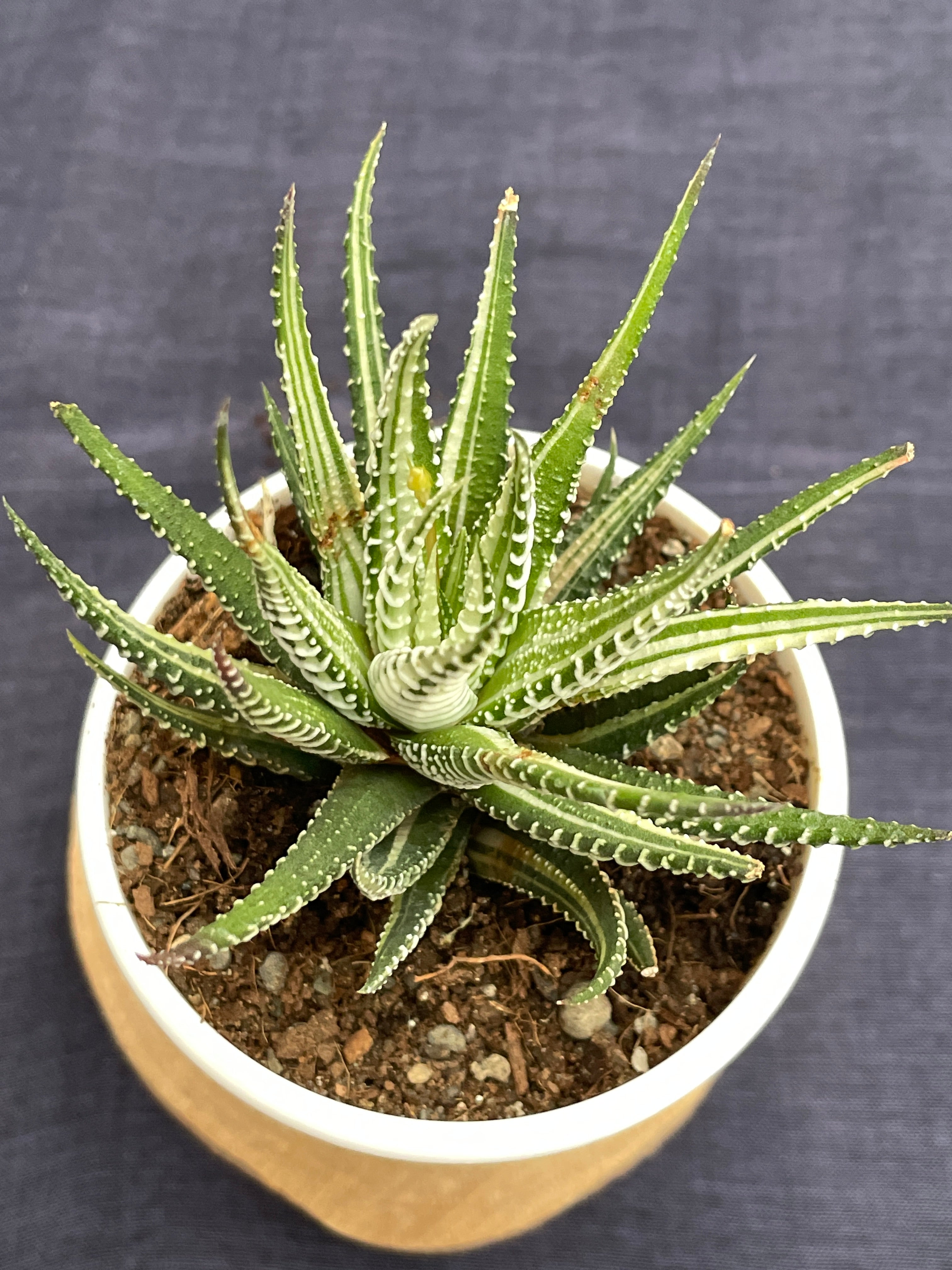 Haworthia Zebra Variegated