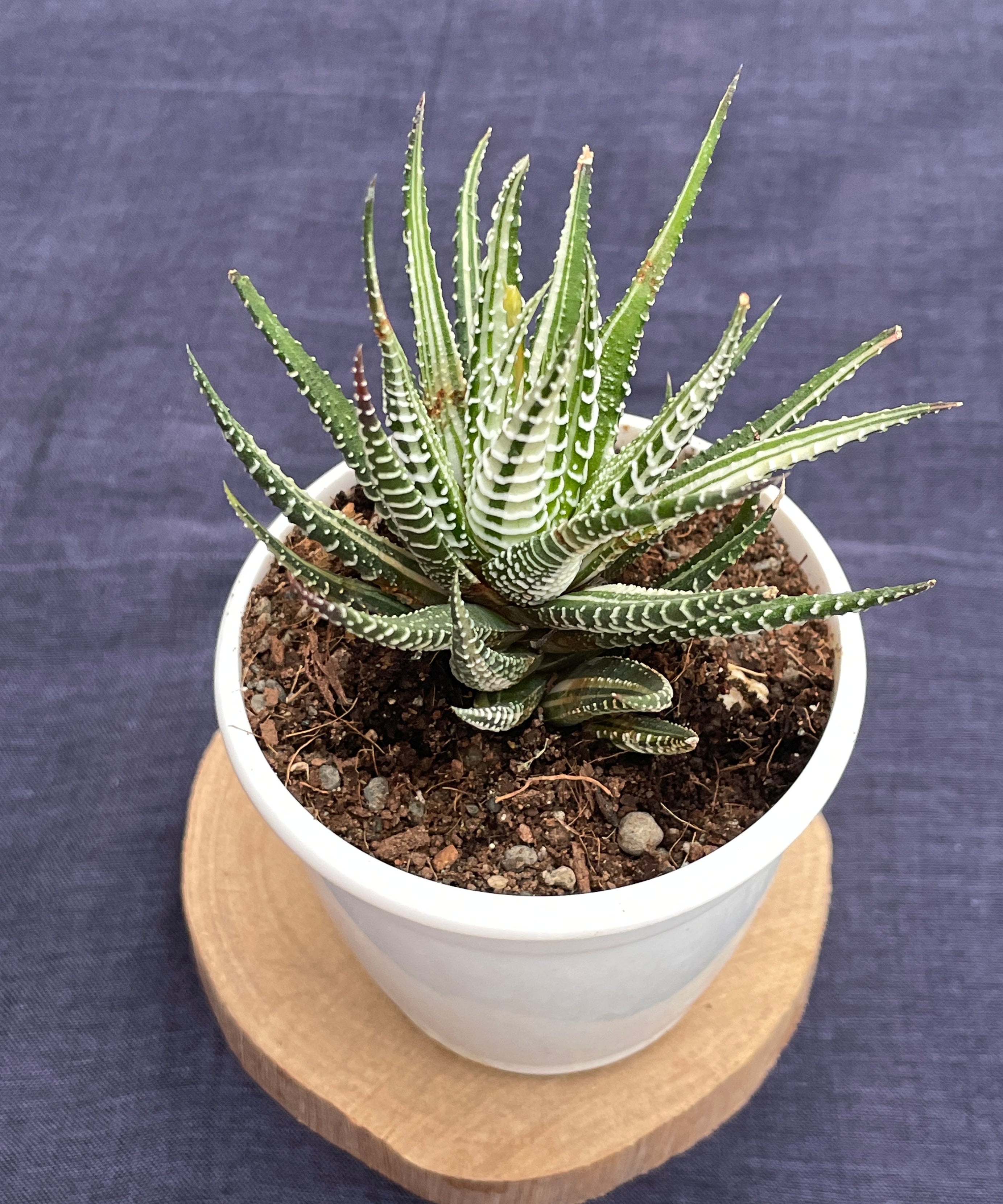 Haworthia Zebra Variegated