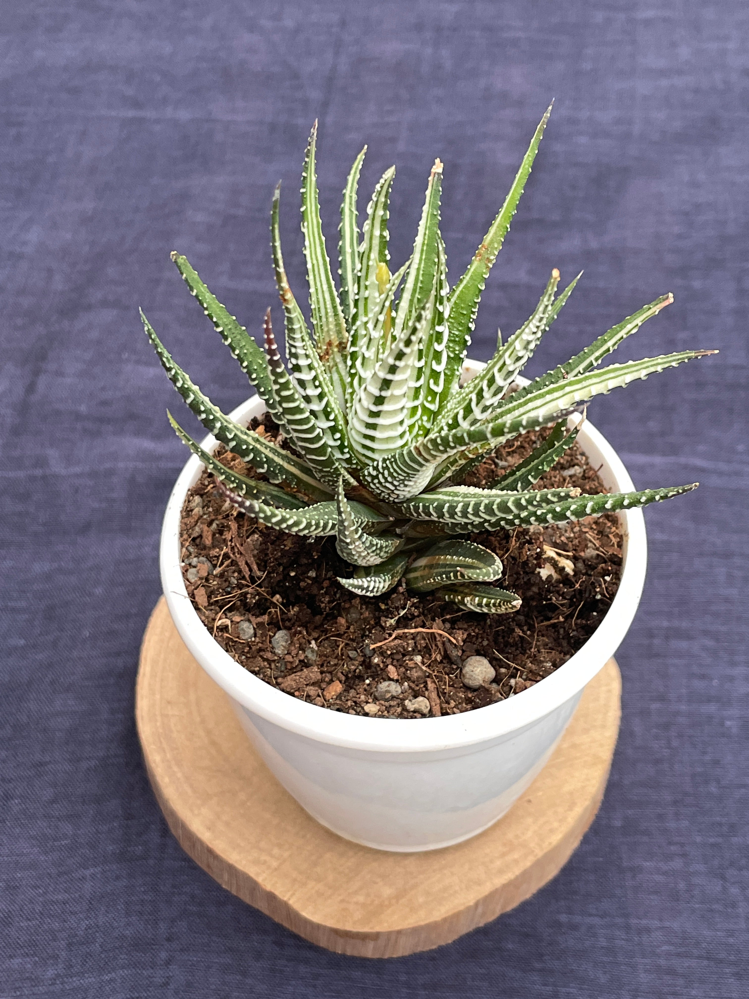 Haworthia Zebra Variegated