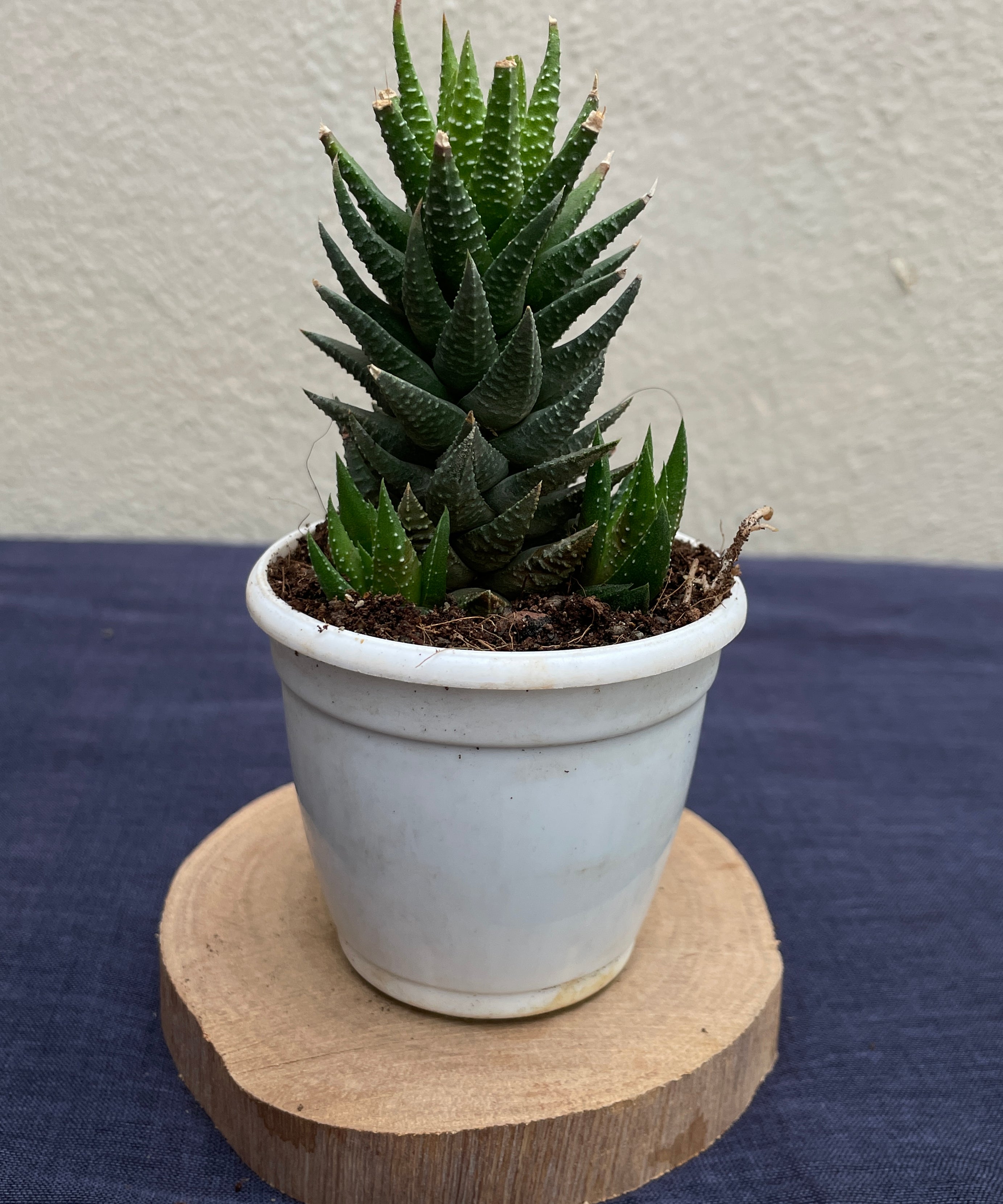 Haworthia × cassytha