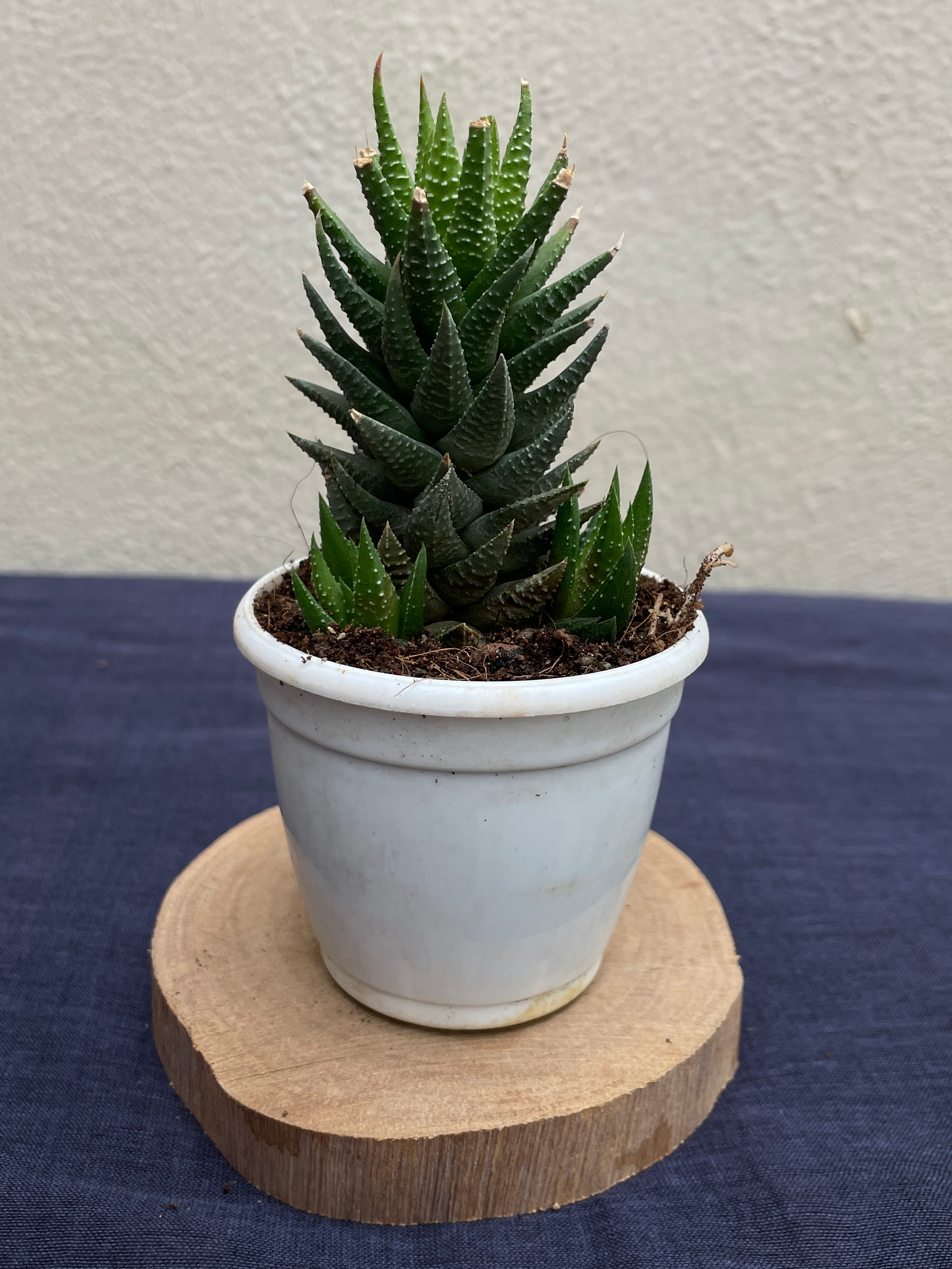 Haworthia × cassytha