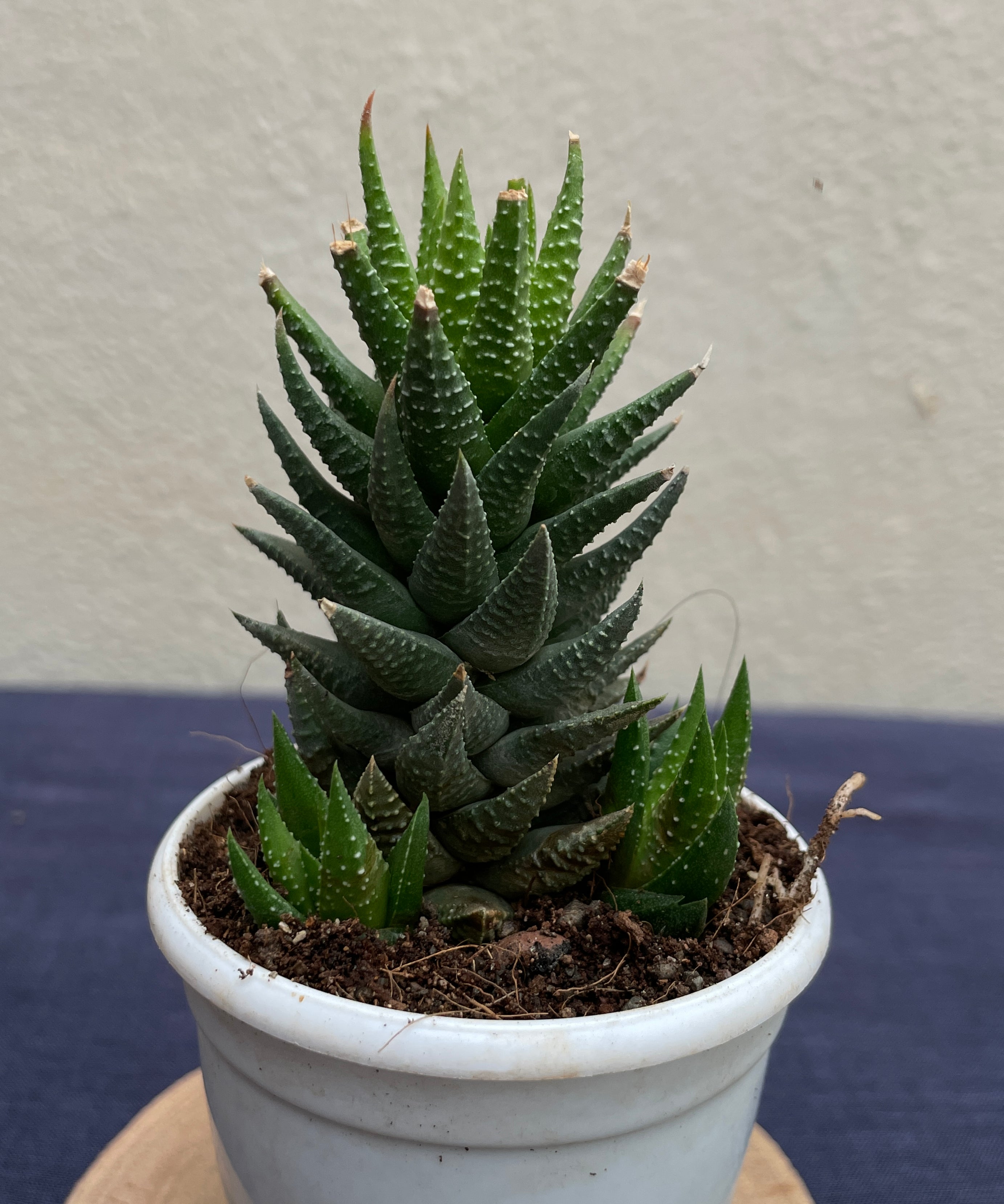 Haworthia × cassytha