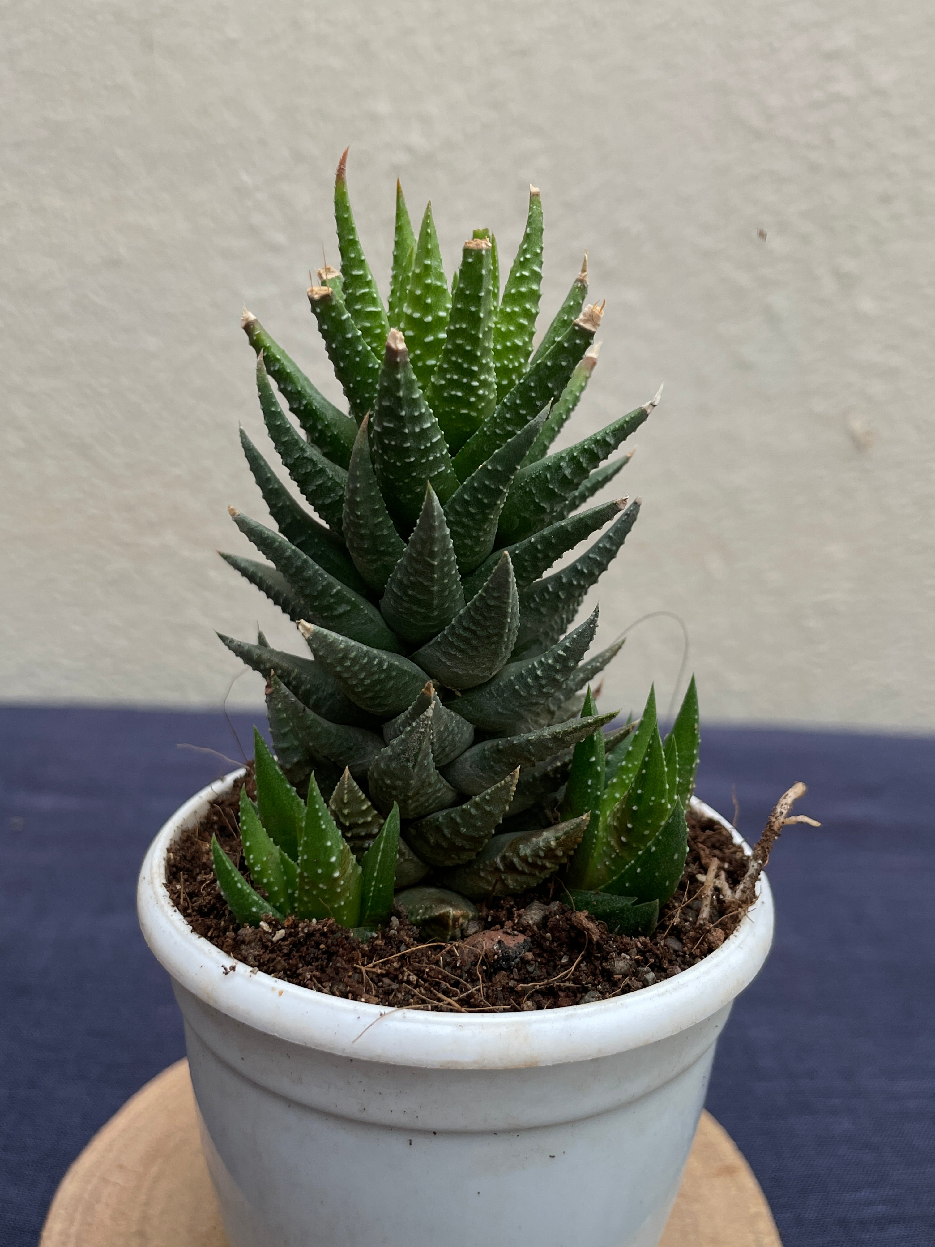 Haworthia × cassytha
