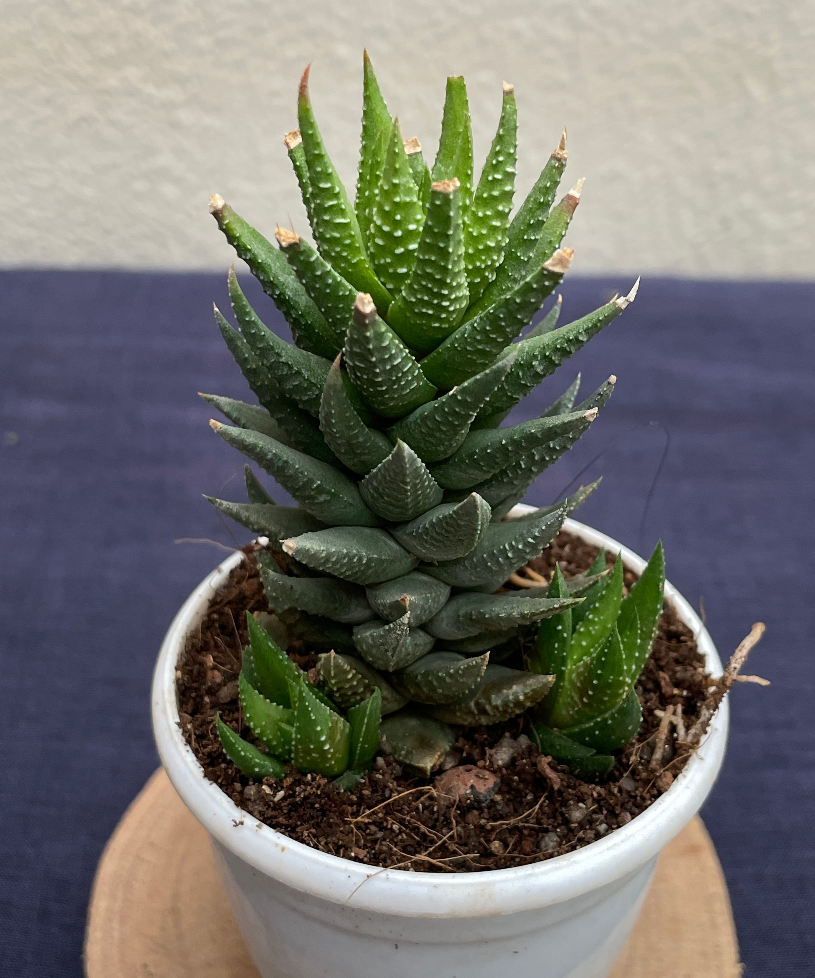 Haworthia × cassytha