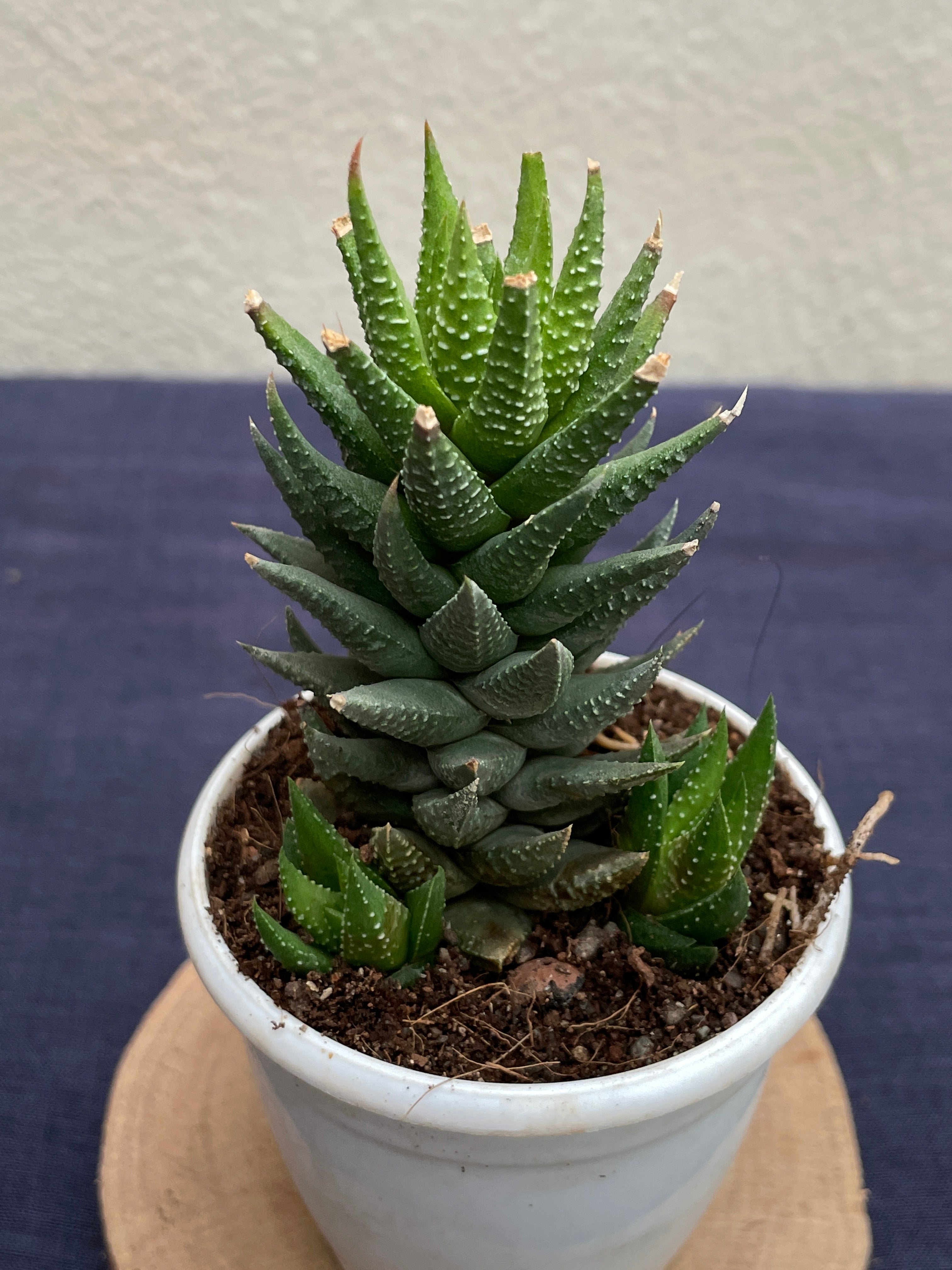 Haworthia × cassytha