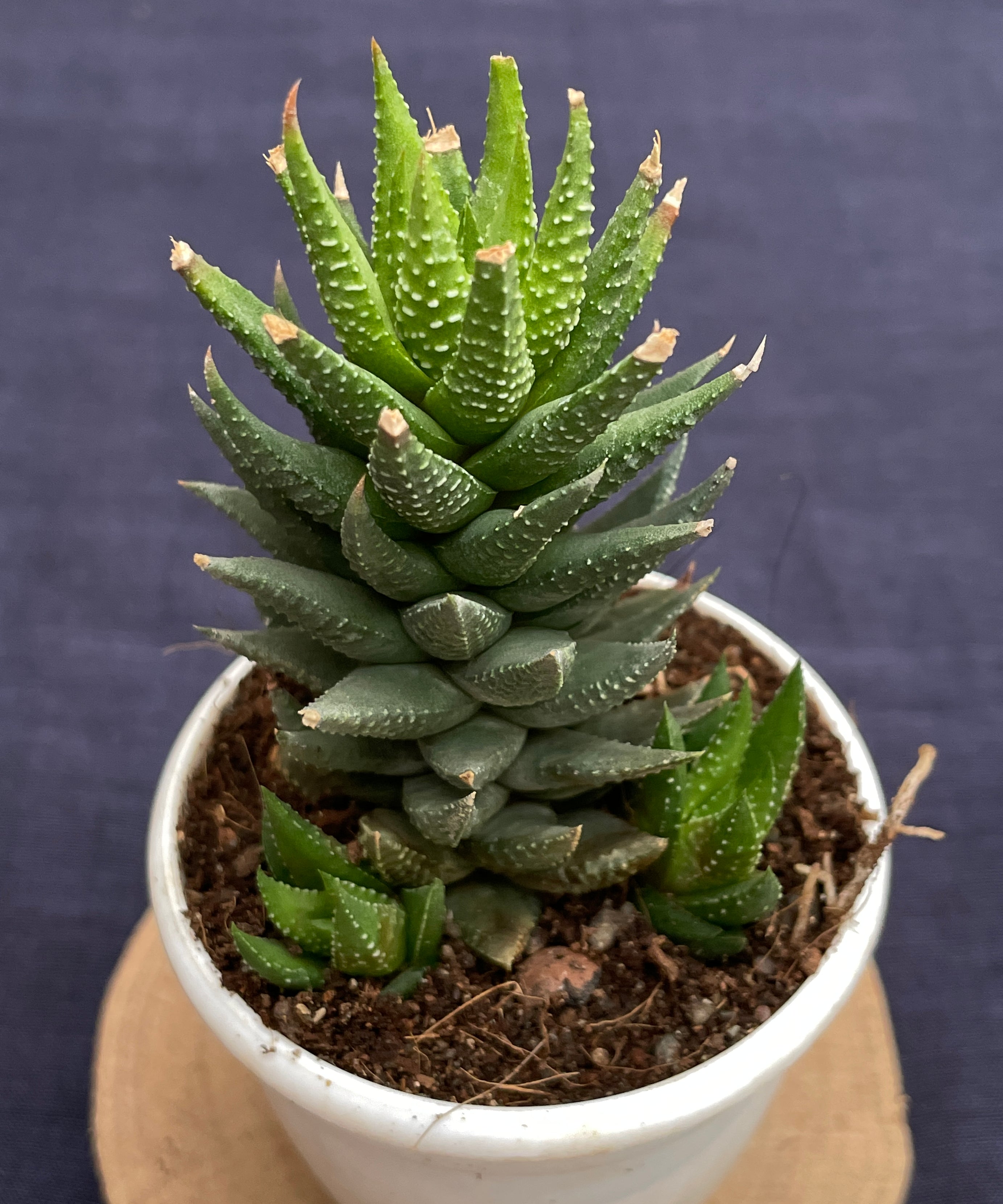 Haworthia × cassytha