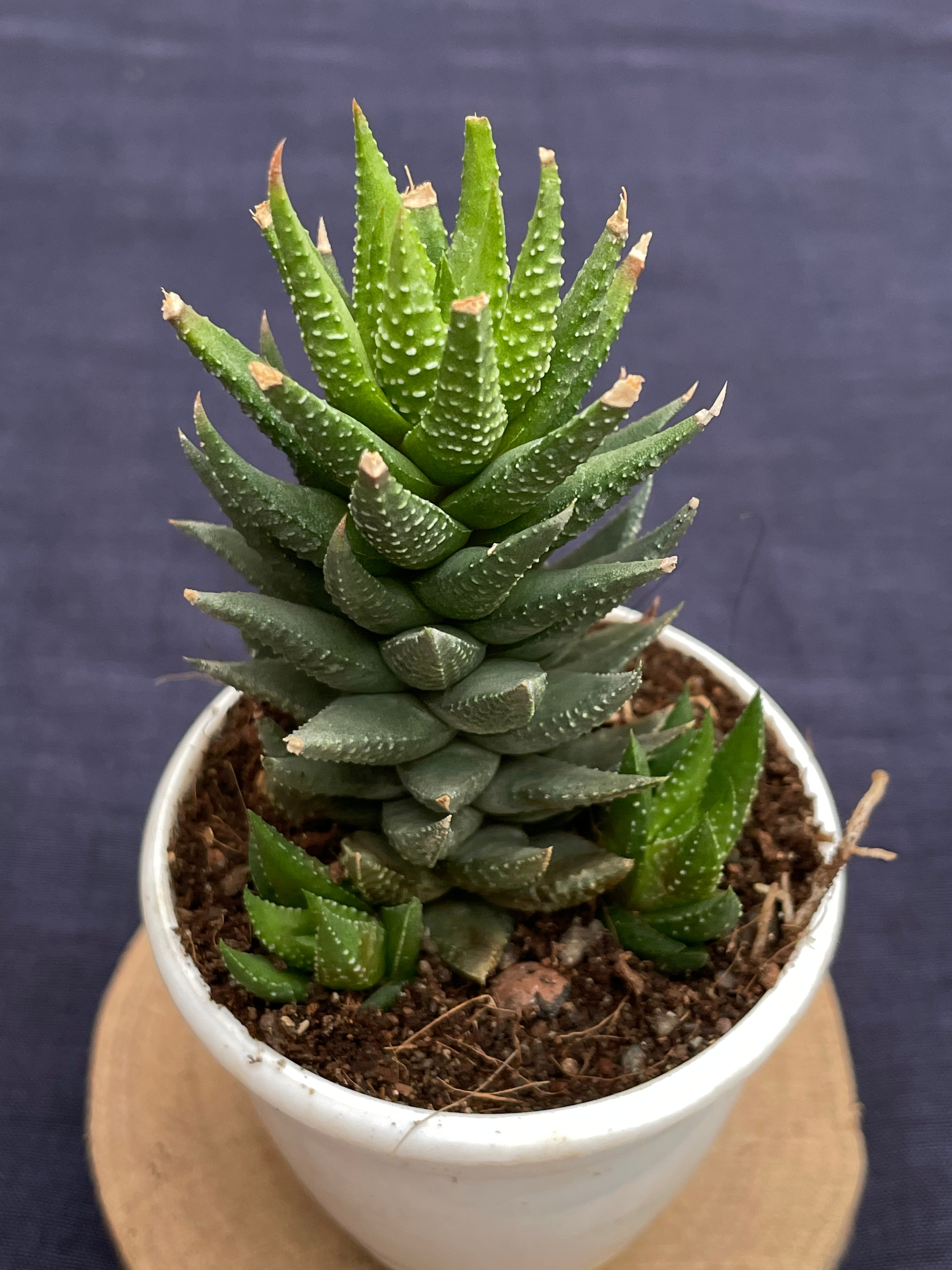 Haworthia × cassytha