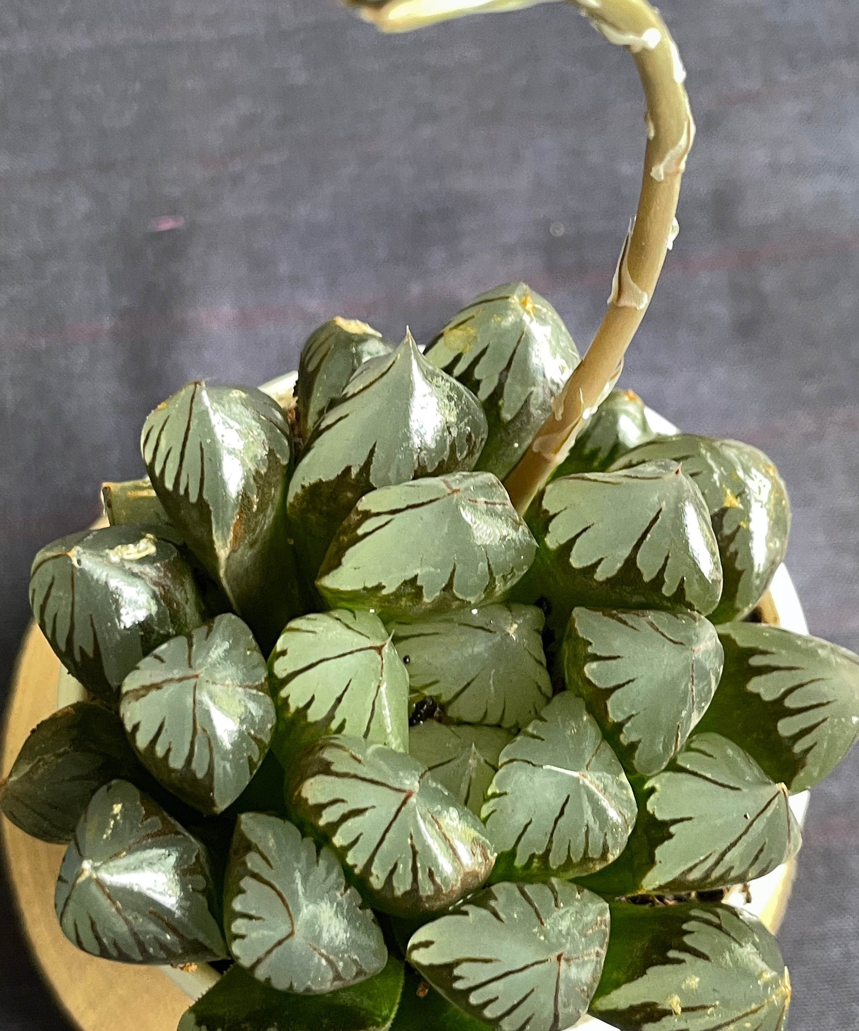 Haworthia cooperi
