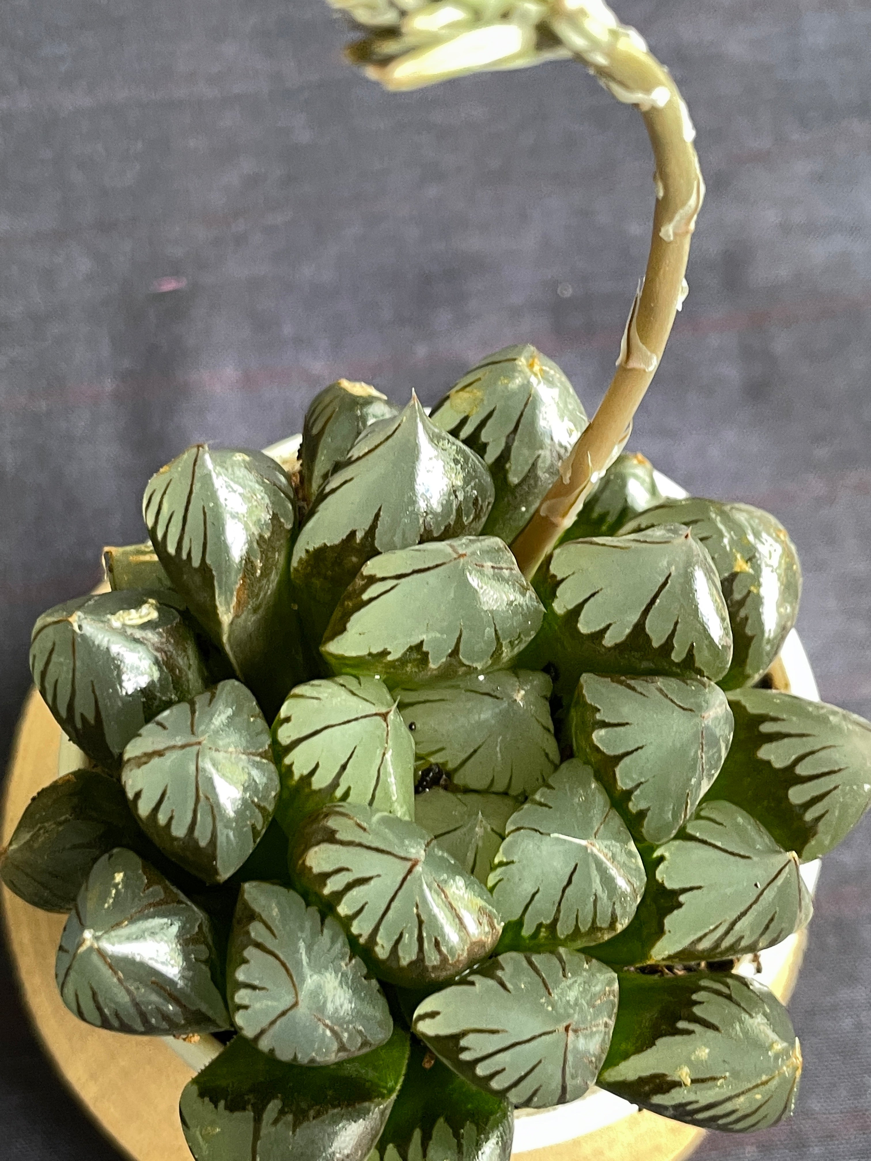 Haworthia cooperi
