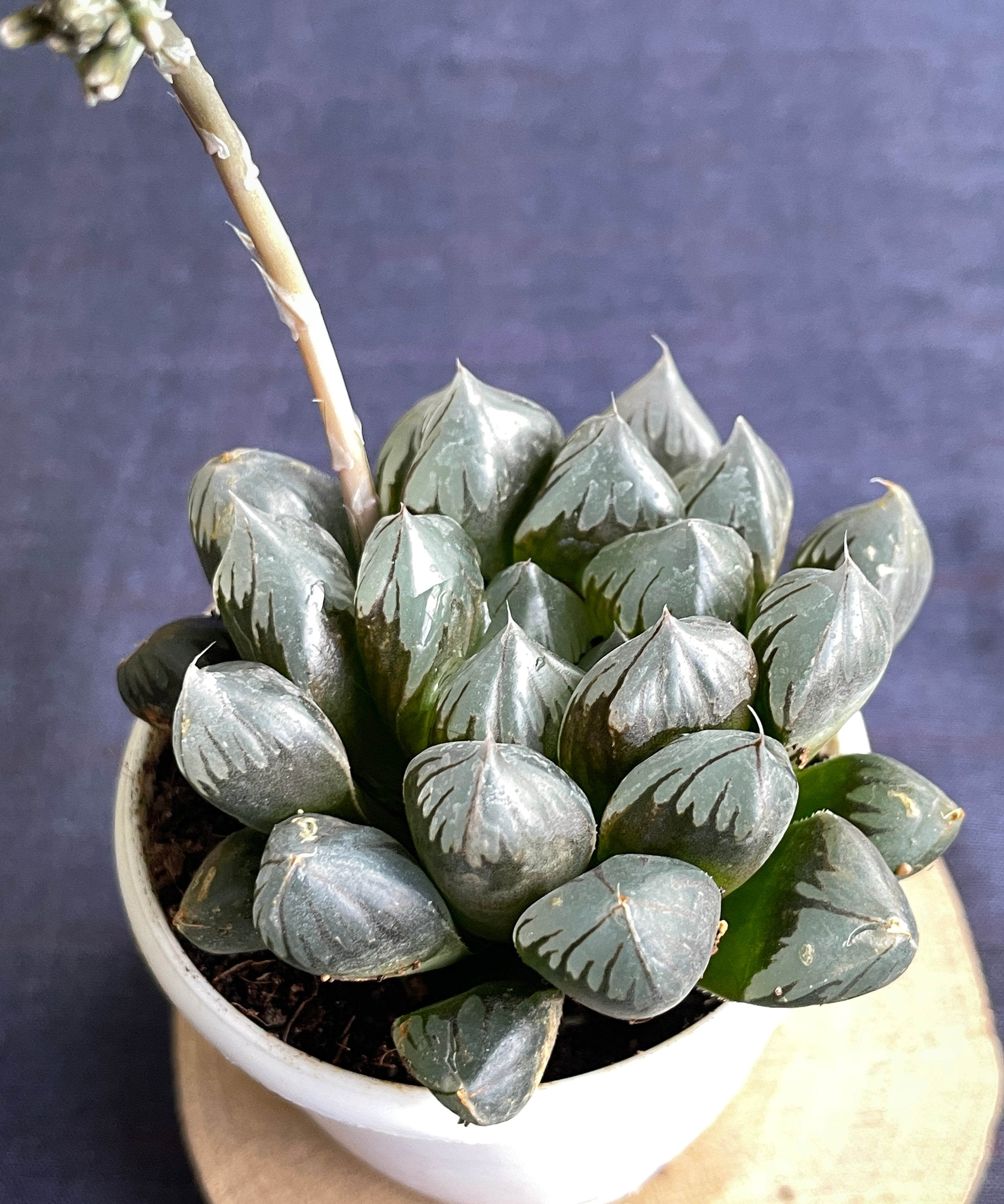 Haworthia cooperi

