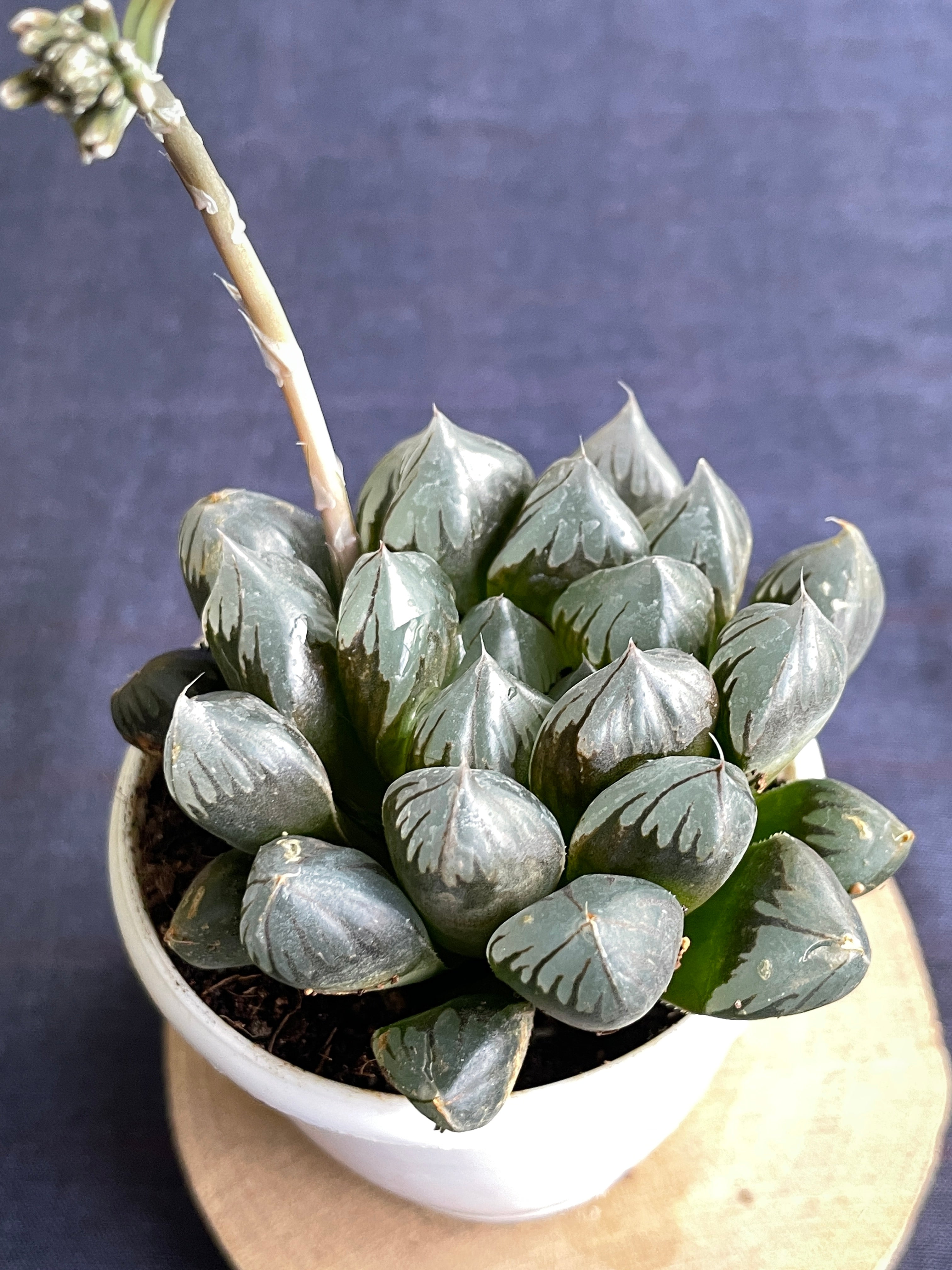 Haworthia cooperi
