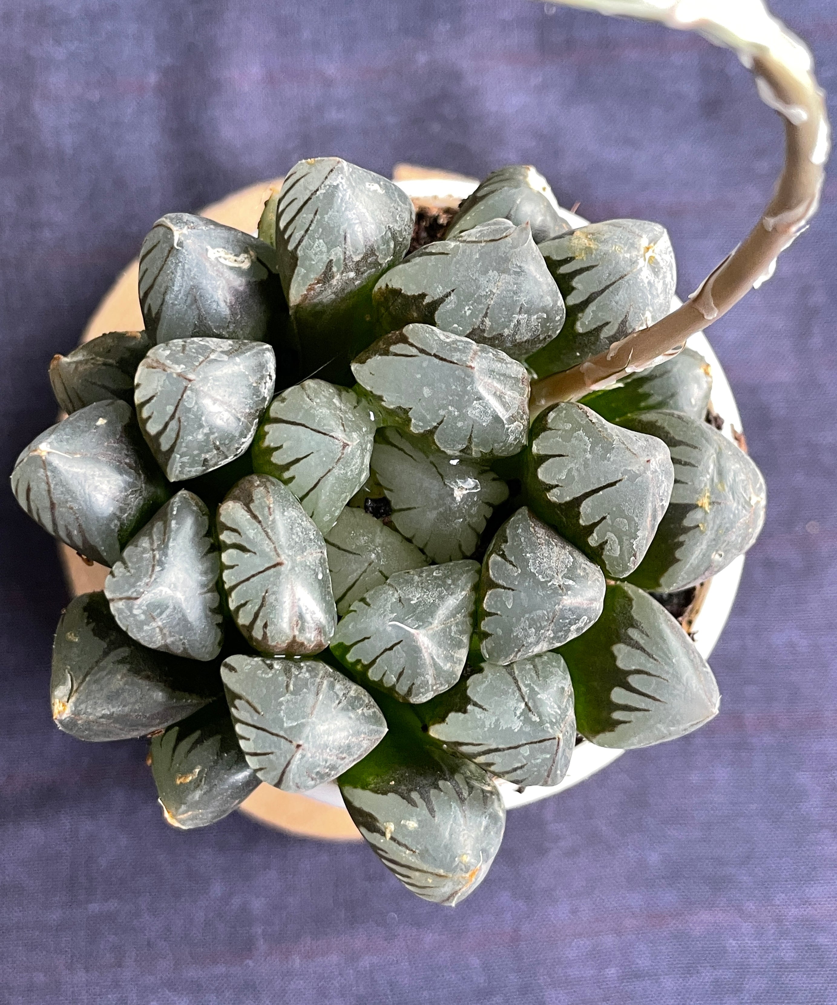 Haworthia cooperi
