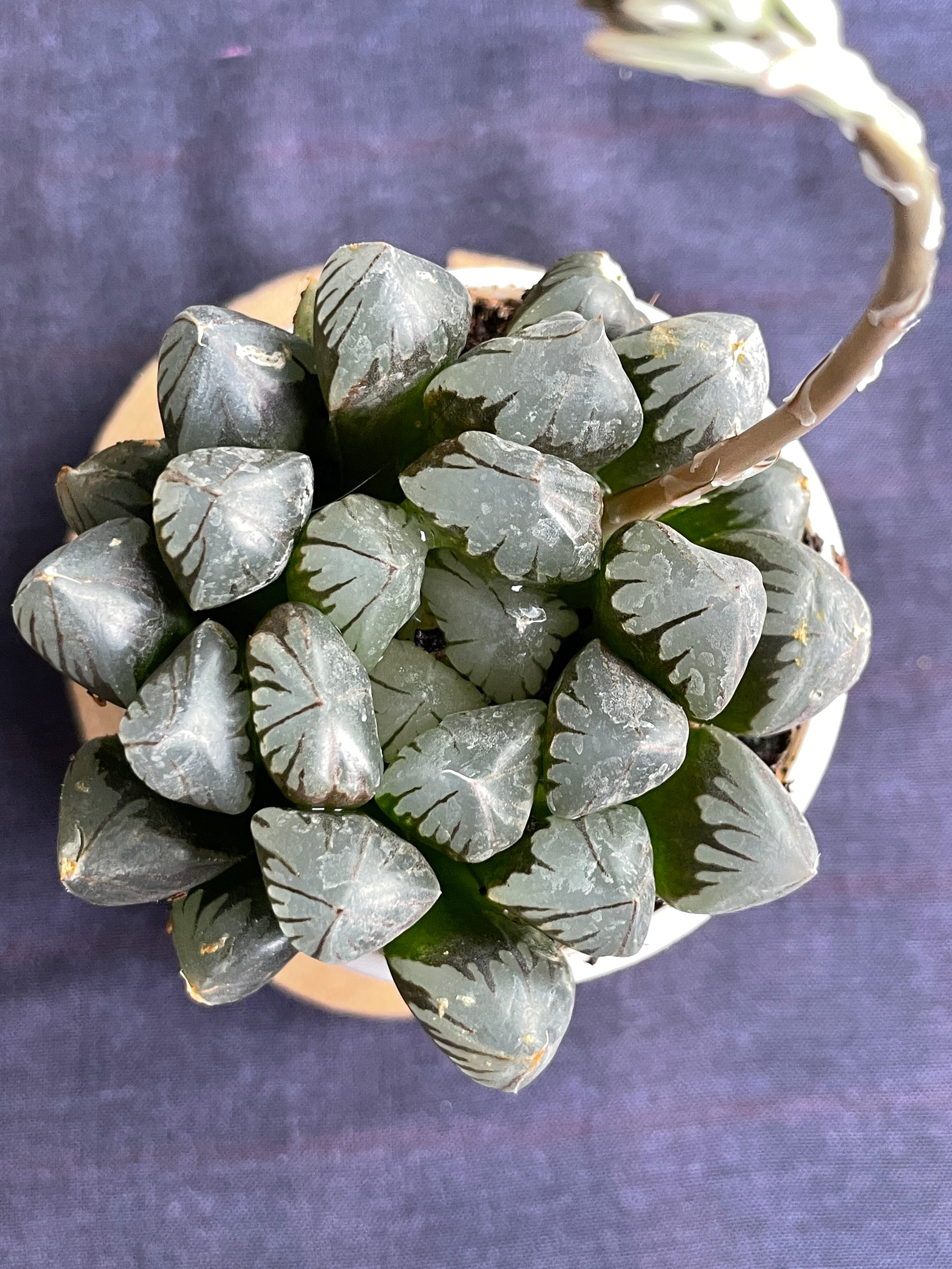 Haworthia cooperi
