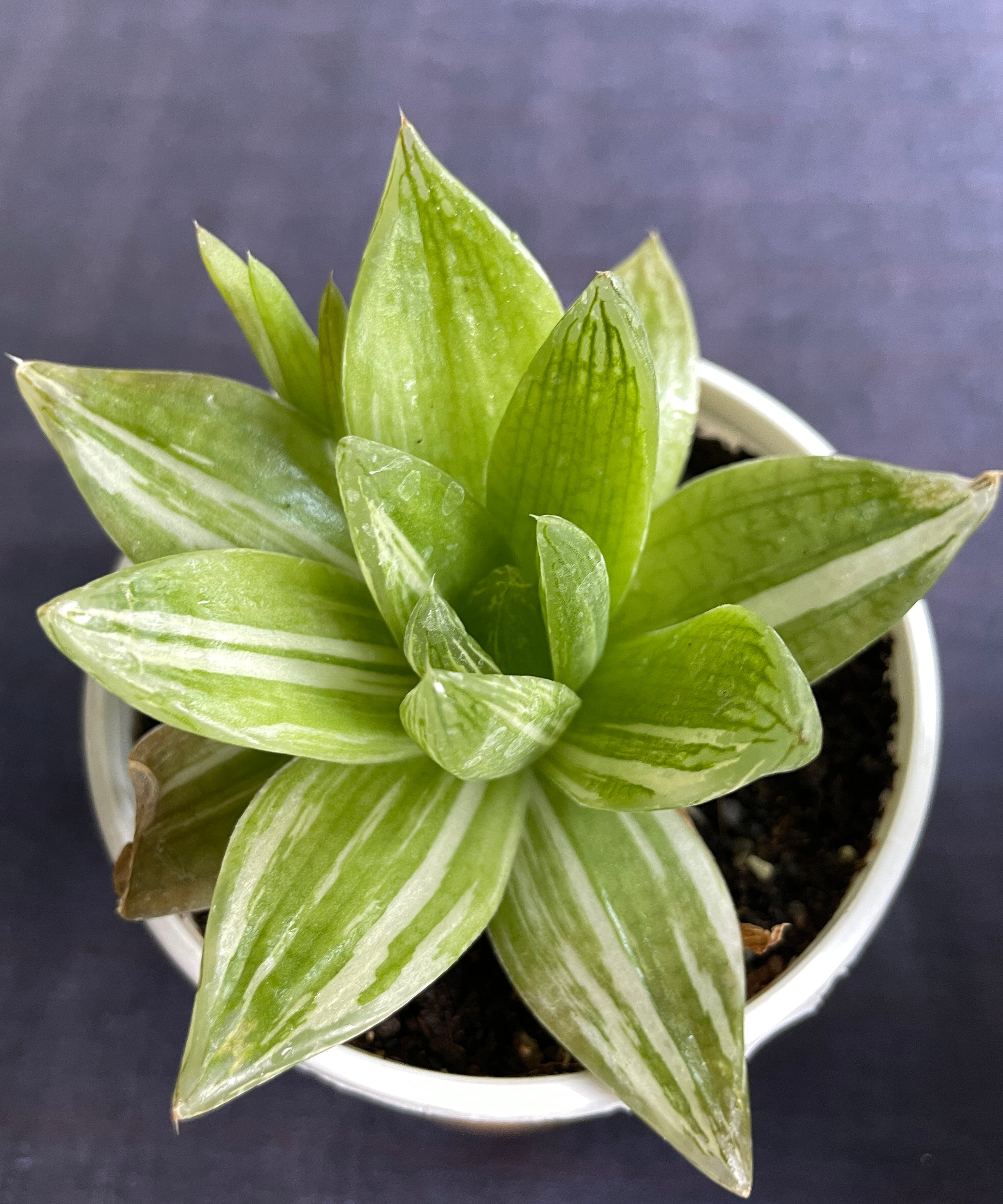 Haworthia cymbiformis Variegata