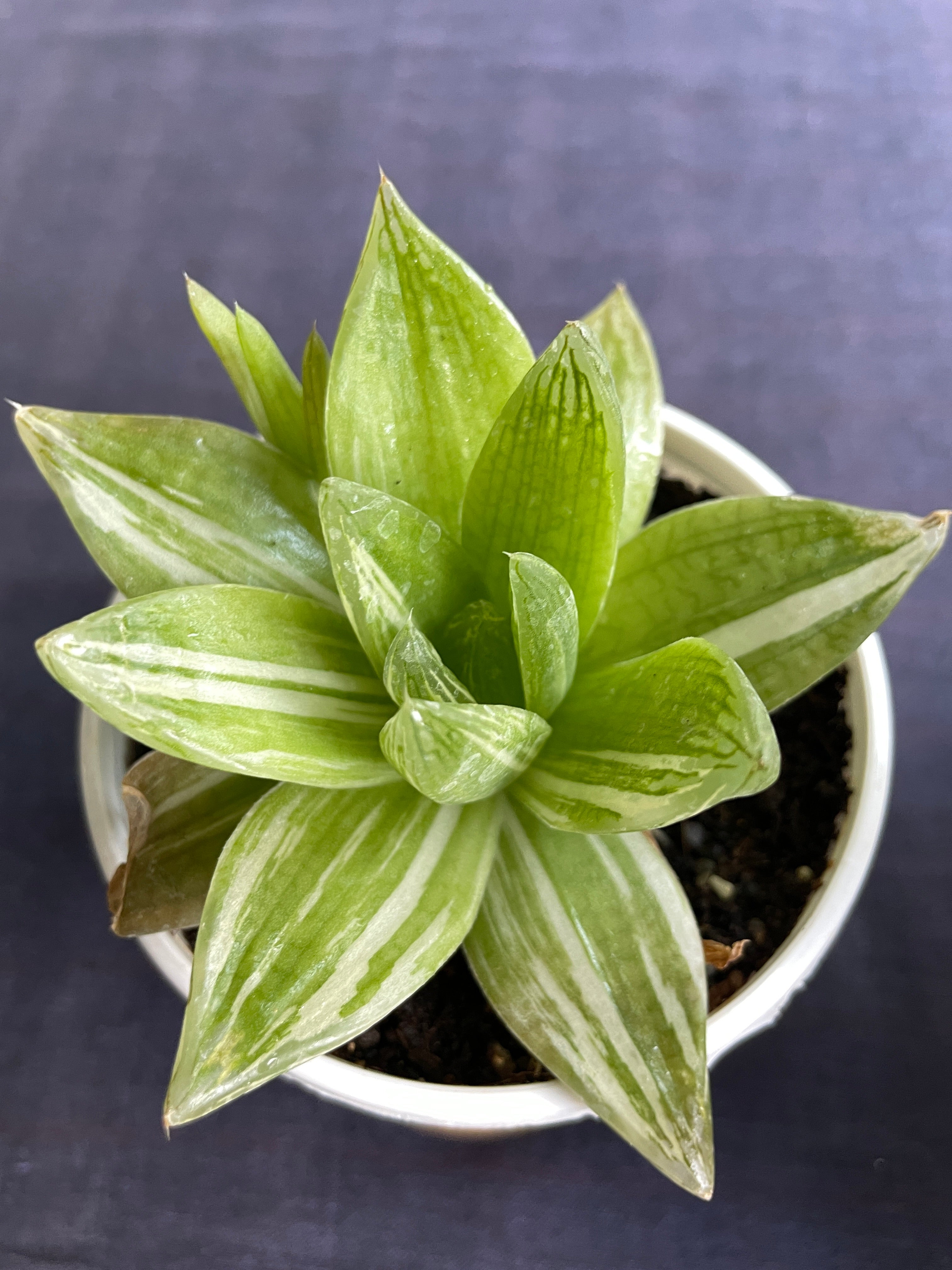 Haworthia cymbiformis Variegata