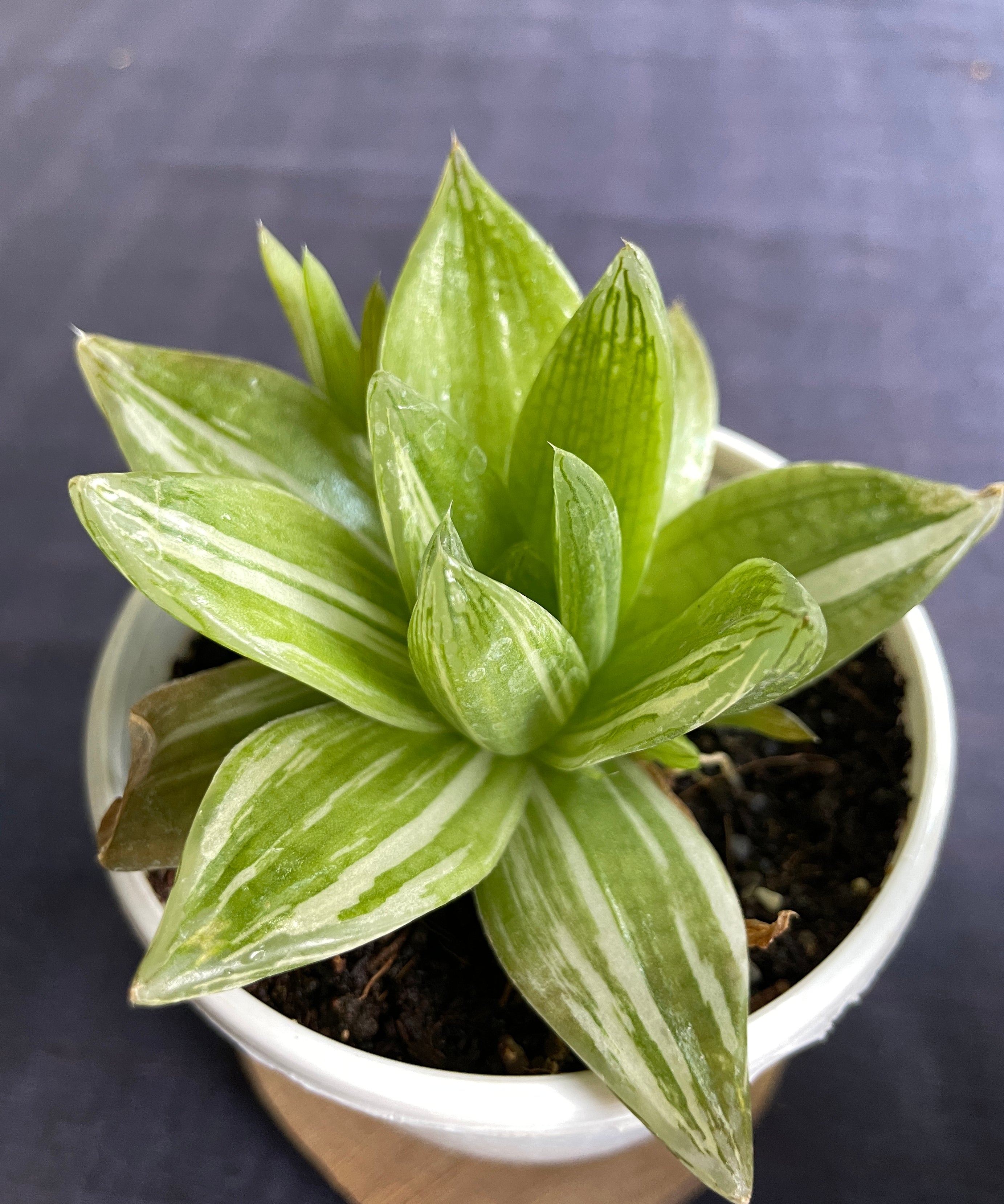 Haworthia cymbiformis Variegata
