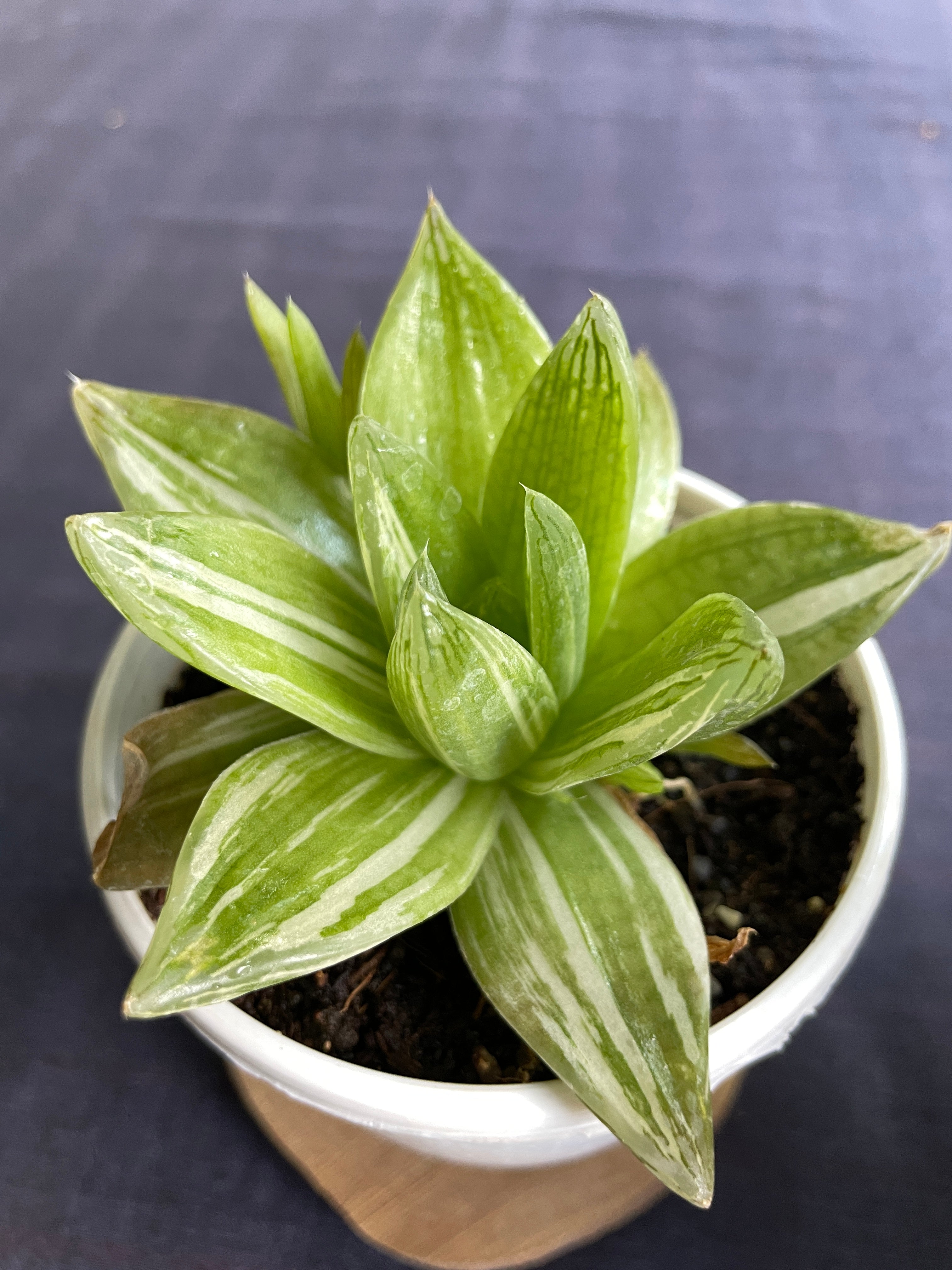 Haworthia cymbiformis Variegata