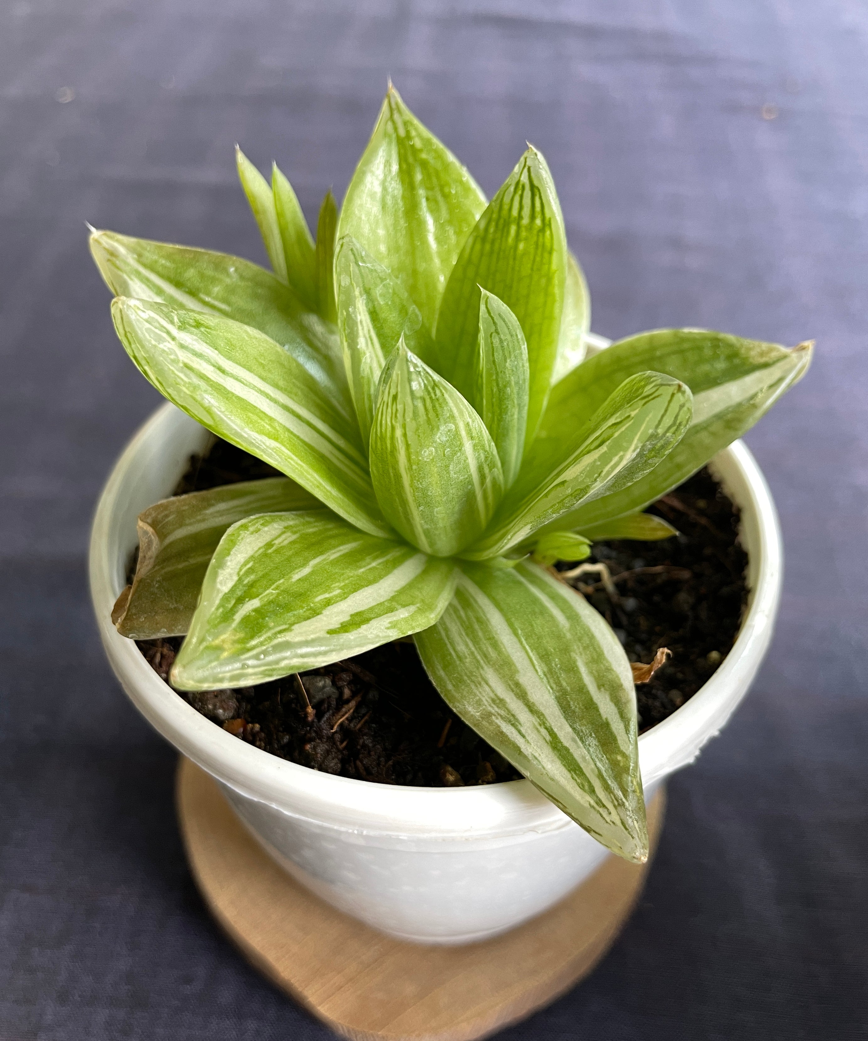 Haworthia cymbiformis Variegata