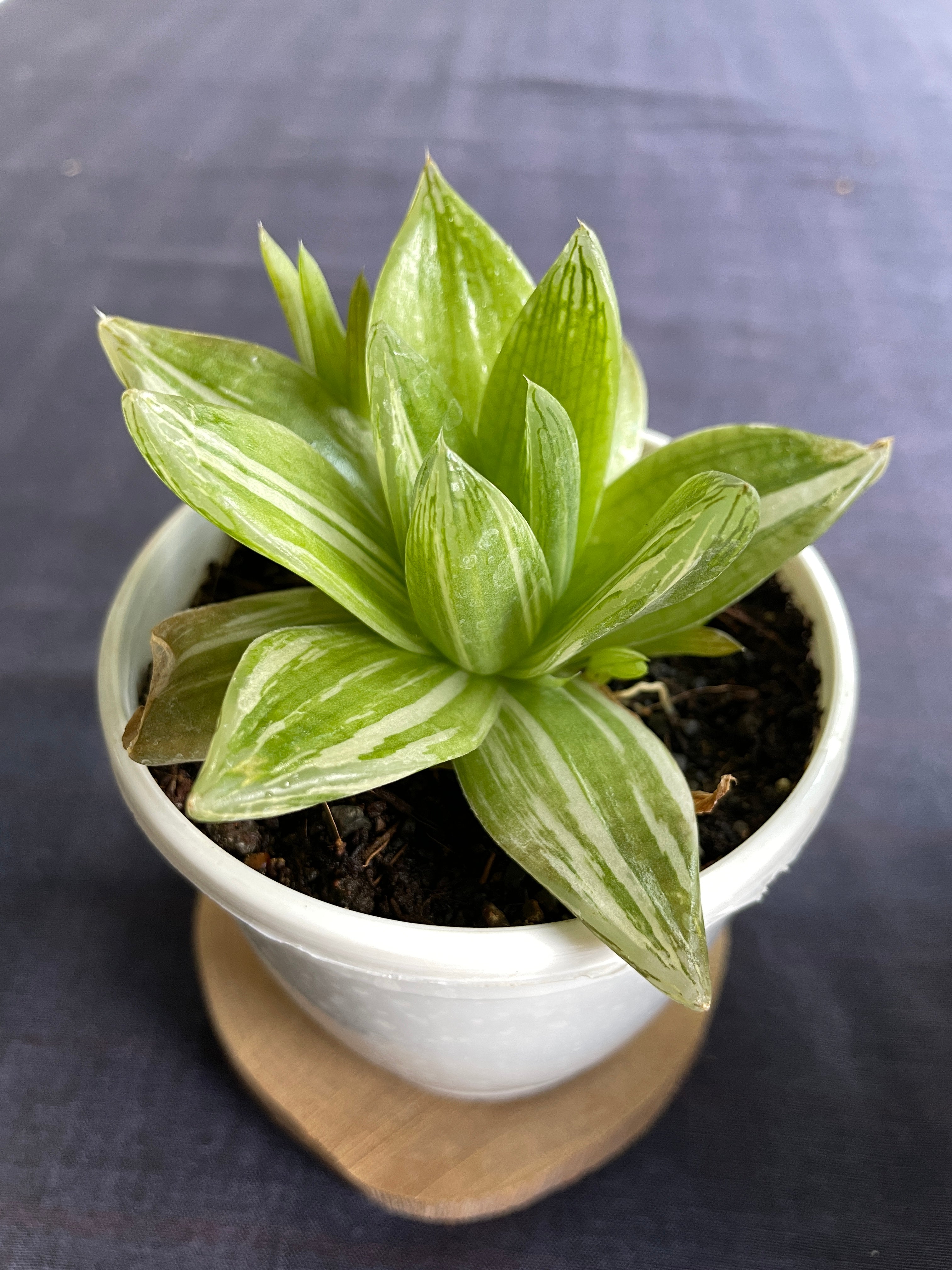 Haworthia cymbiformis Variegata