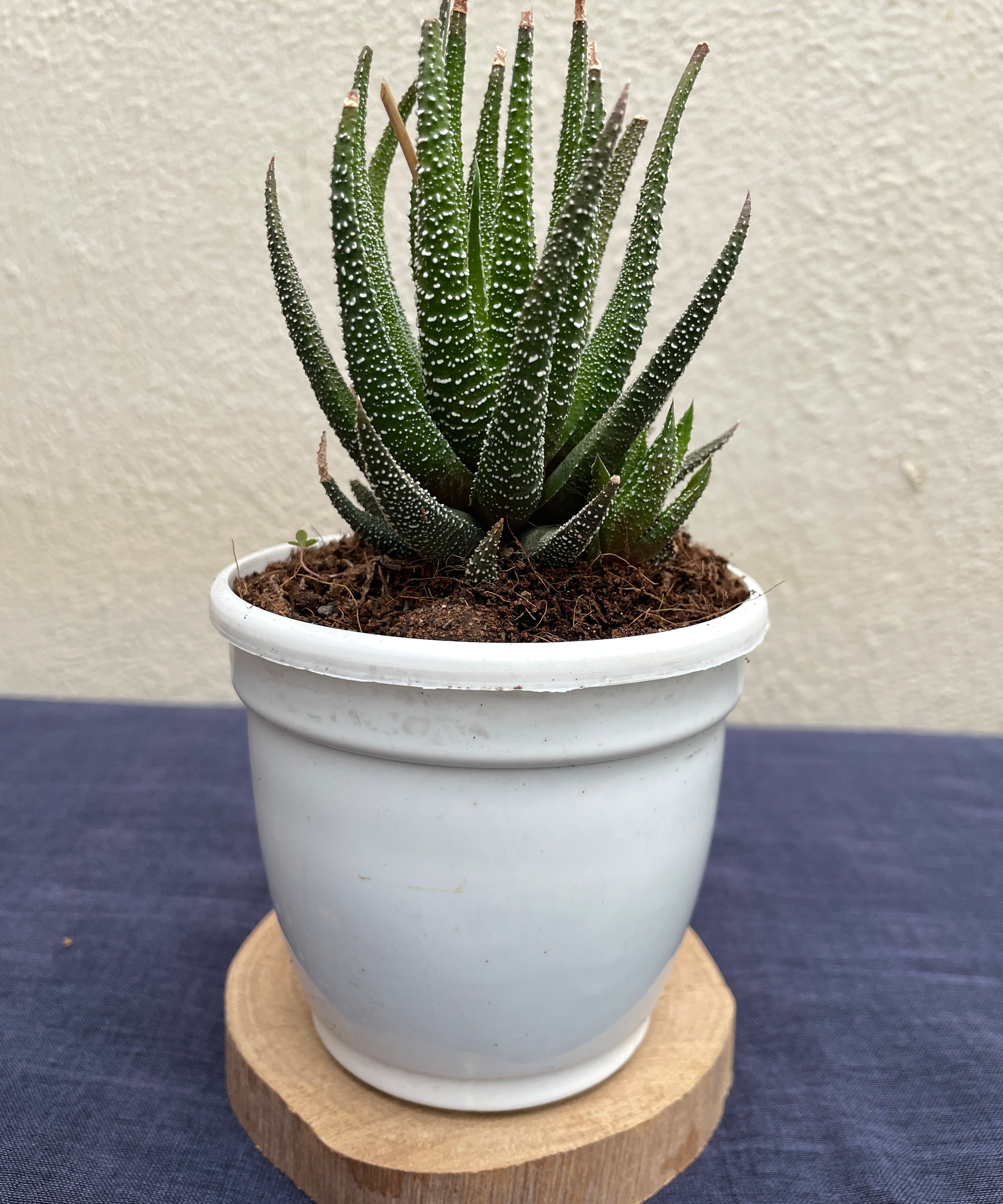 Haworthia fasciata ‘Concolor
