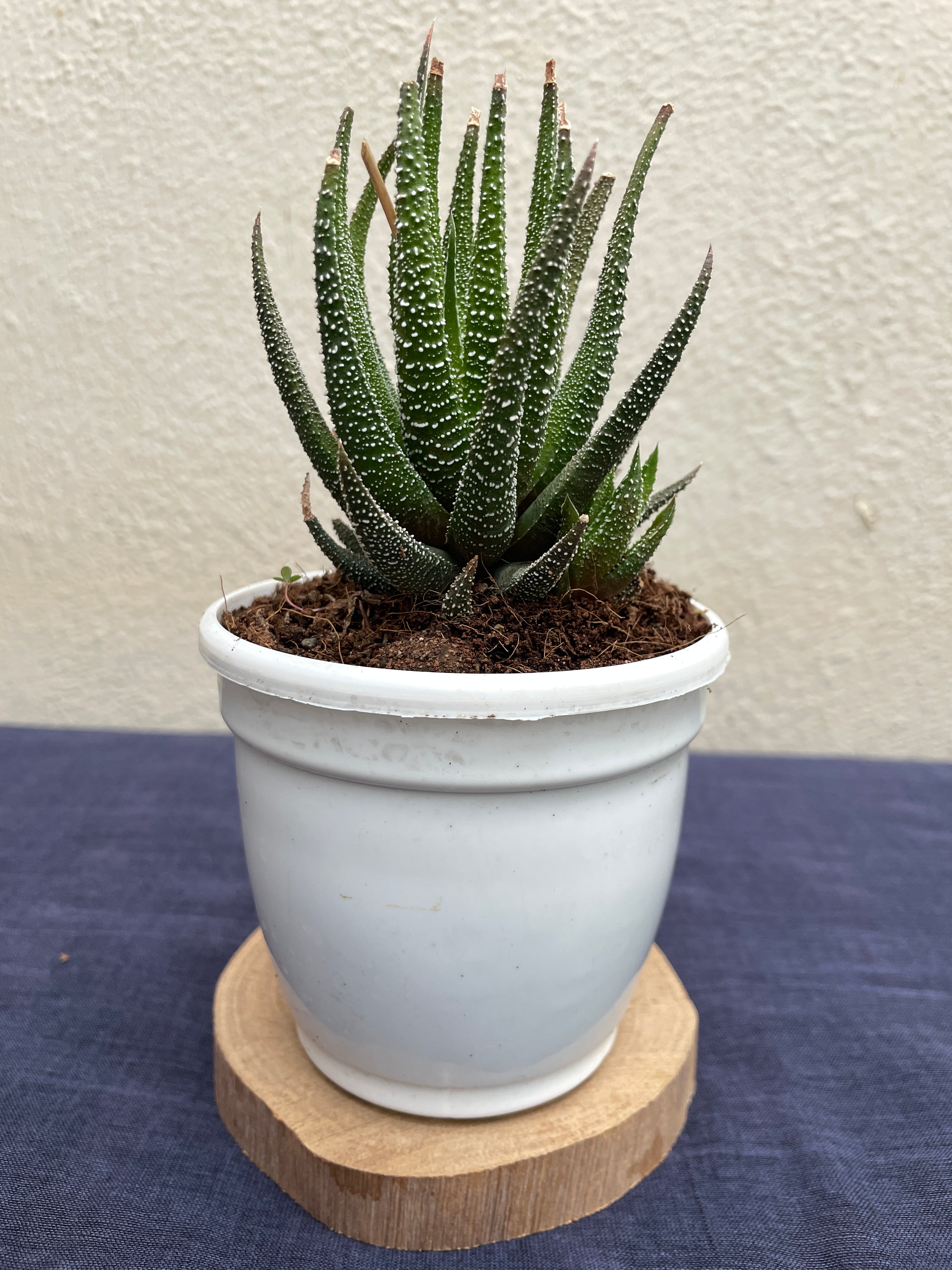 Haworthia fasciata ‘Concolor

