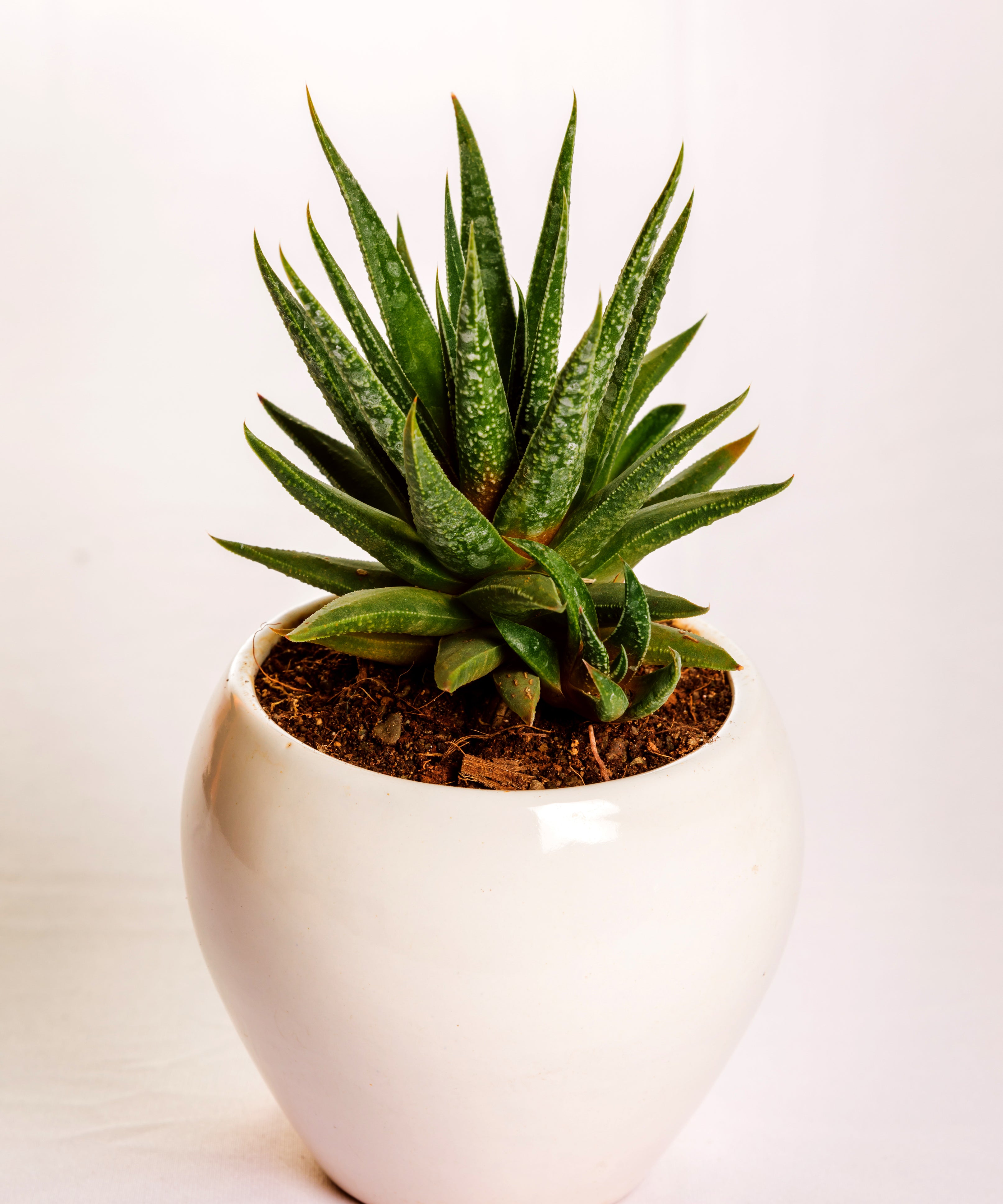 Haworthia glabrata with smooth glossy dark green leaves