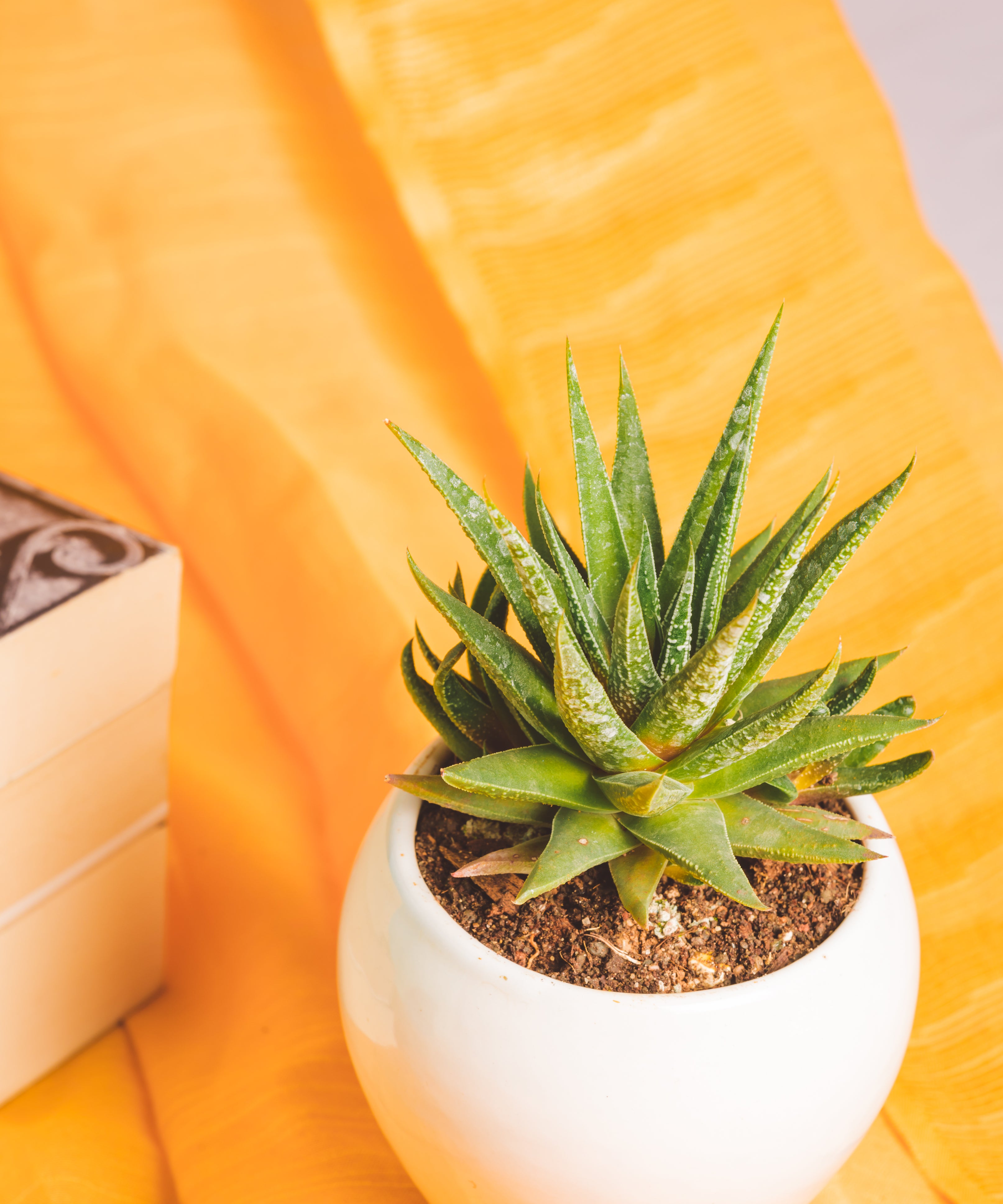 Haworthia glabrata with smooth glossy dark green leaves