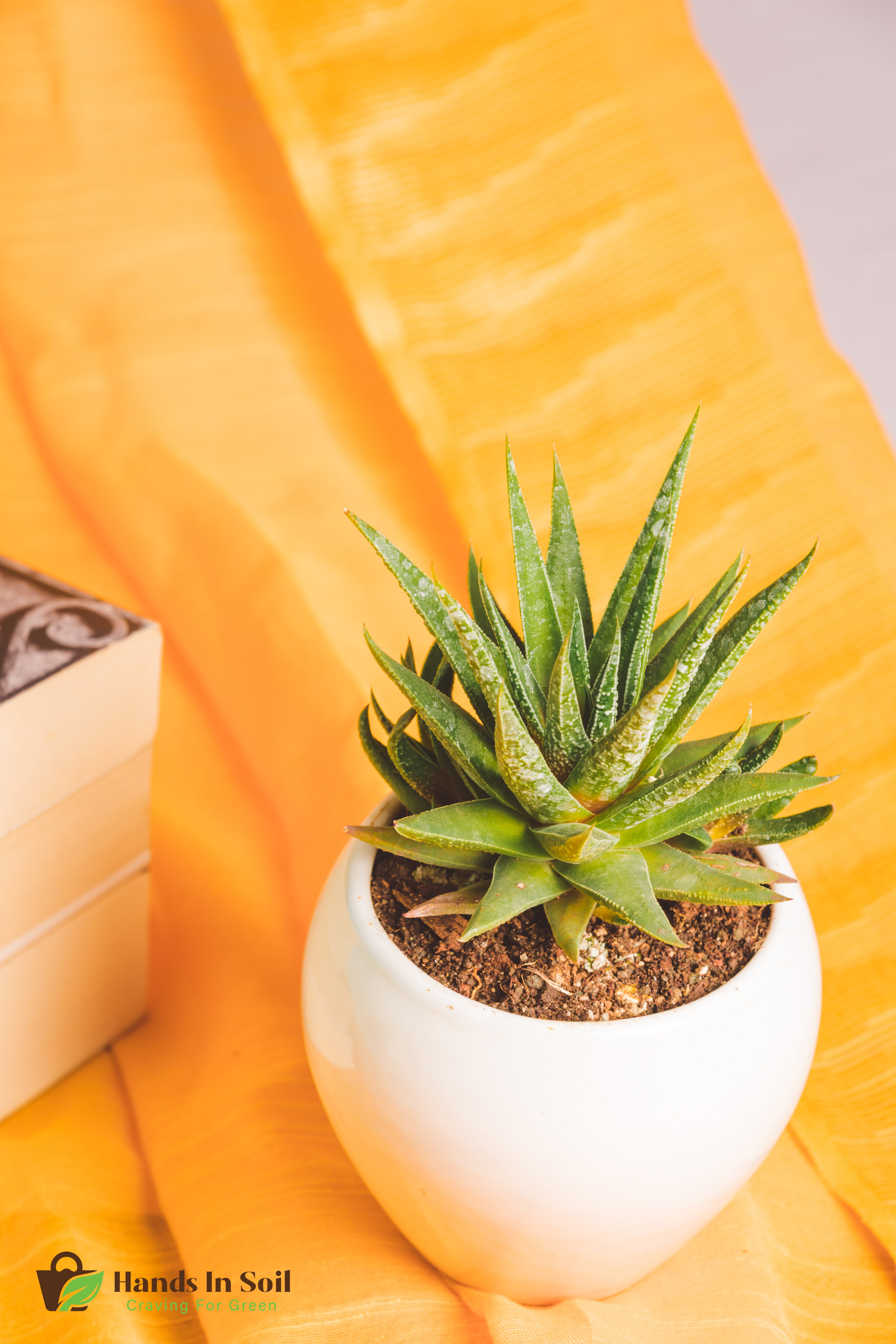 Haworthia glabrata with smooth glossy dark green leaves