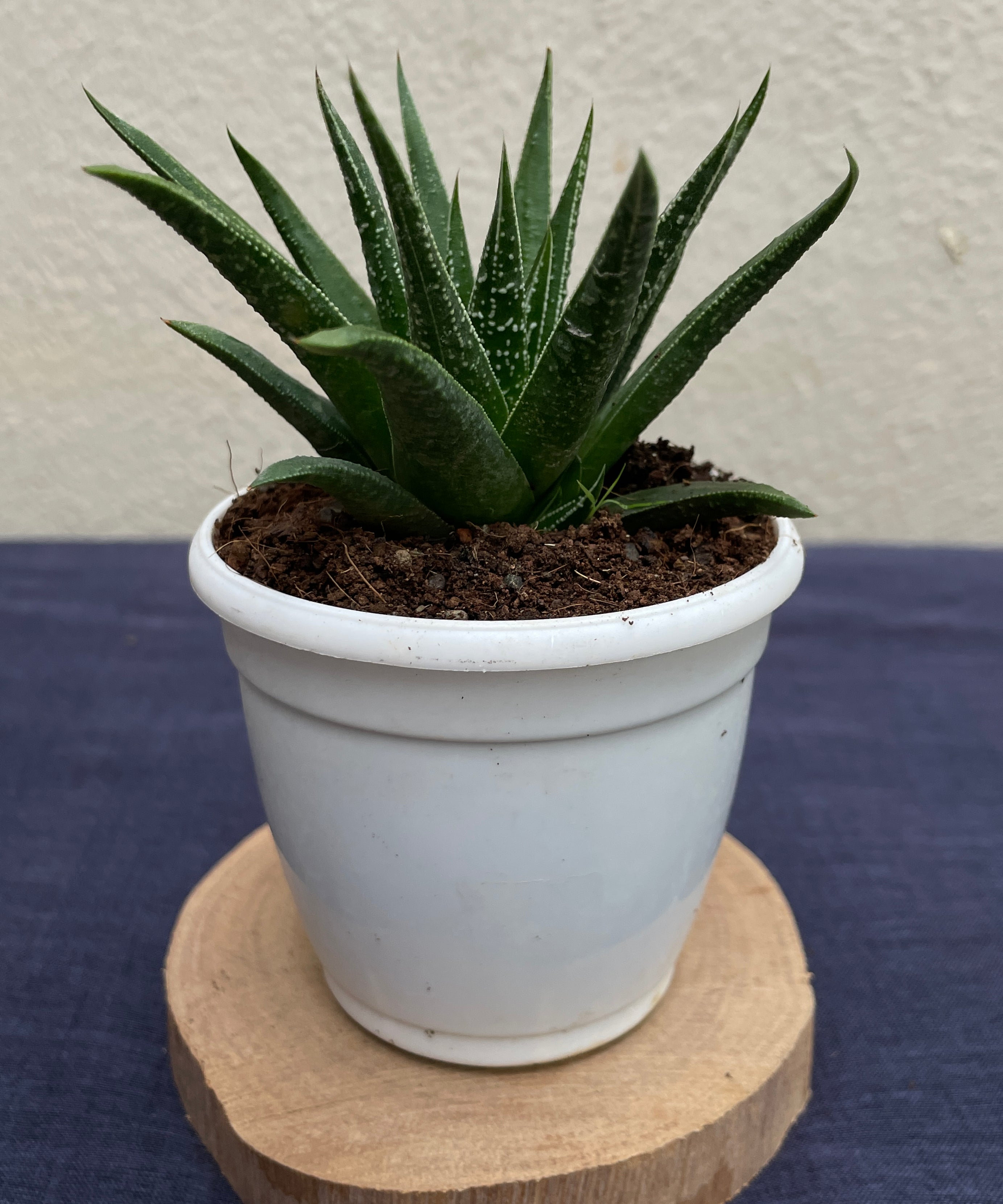 Haworthia glabrata with smooth glossy dark green leaves