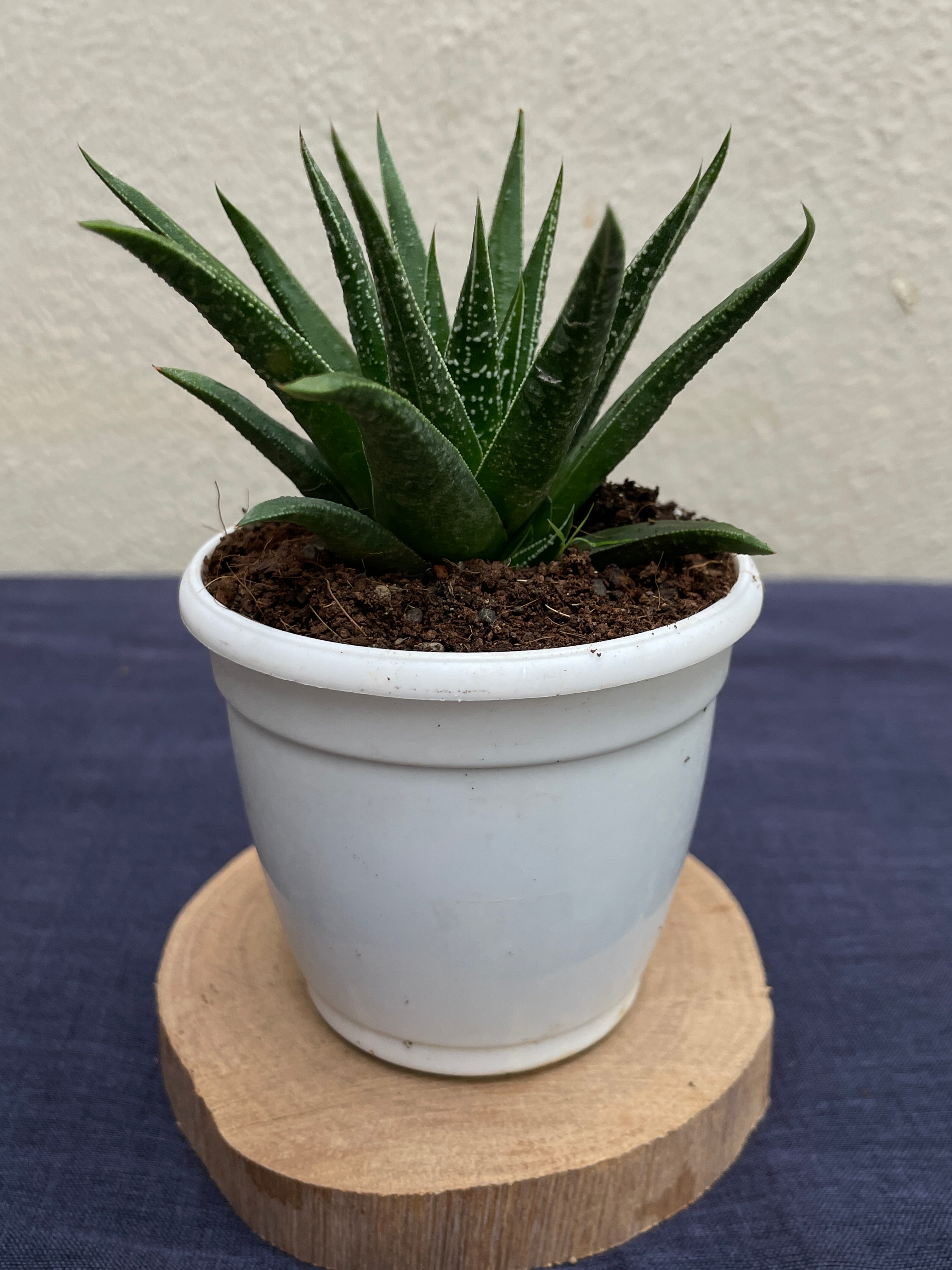 Haworthia glabrata with smooth glossy dark green leaves