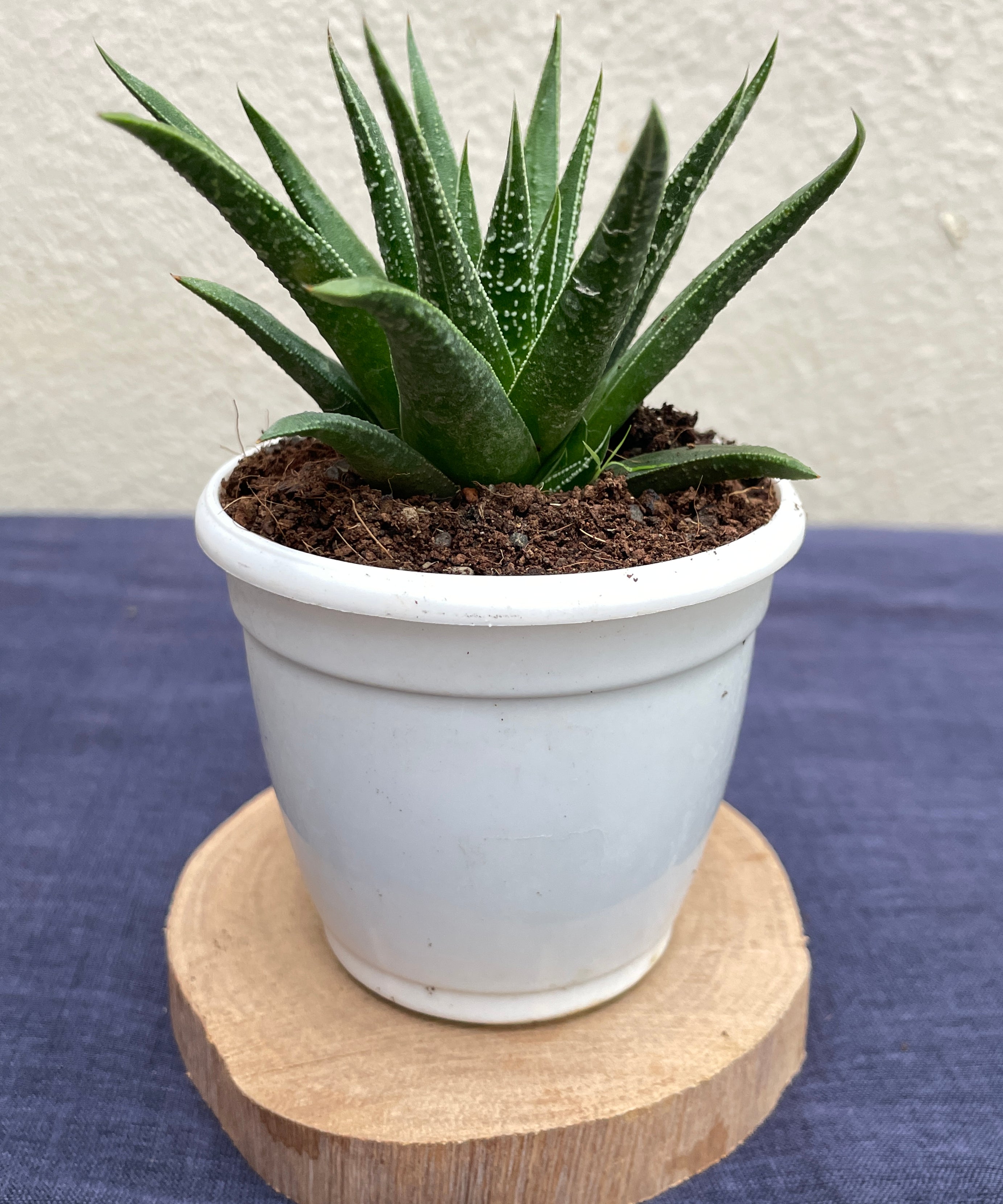 Haworthia glabrata with smooth glossy dark green leaves