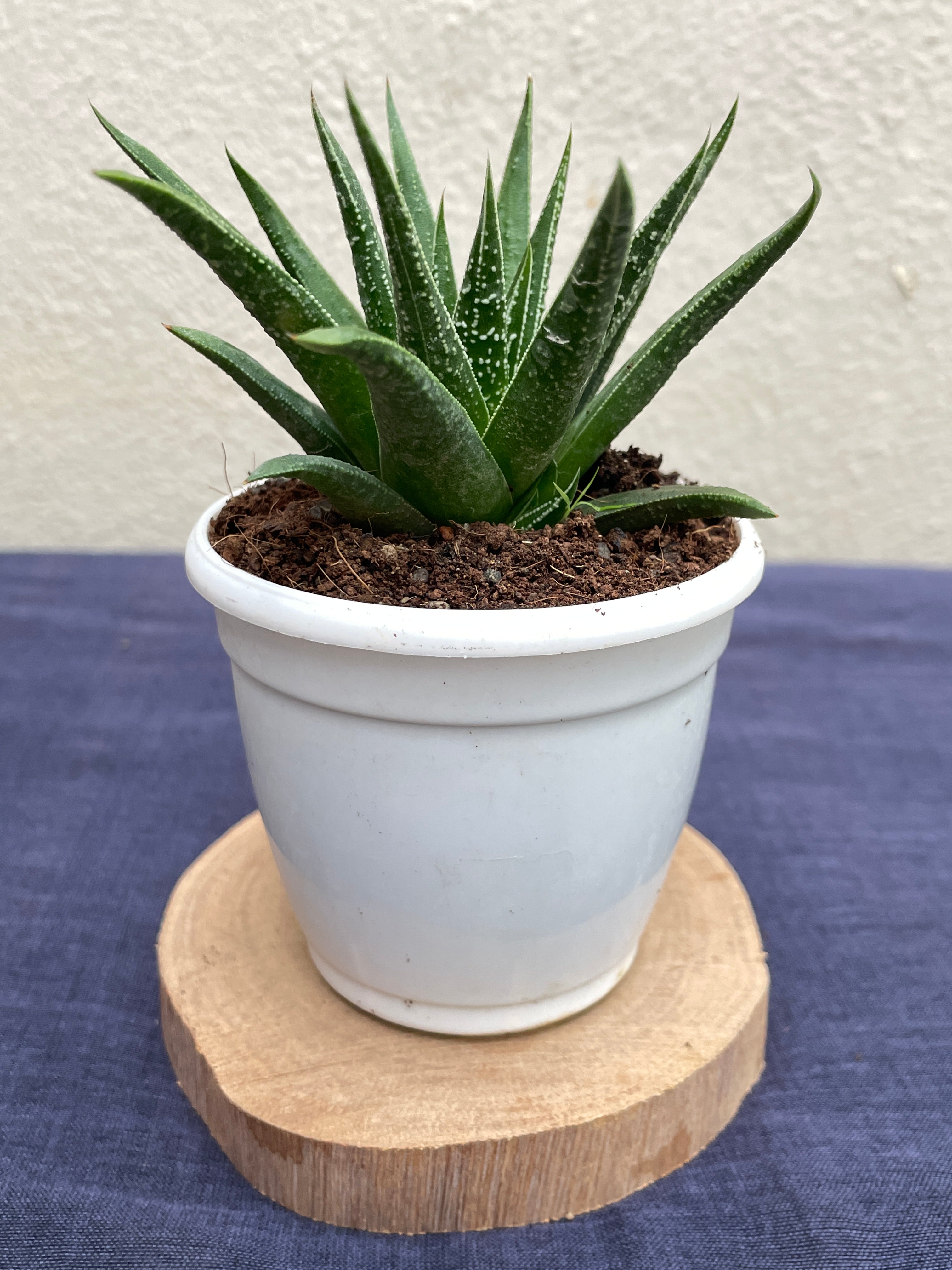Haworthia glabrata with smooth glossy dark green leaves