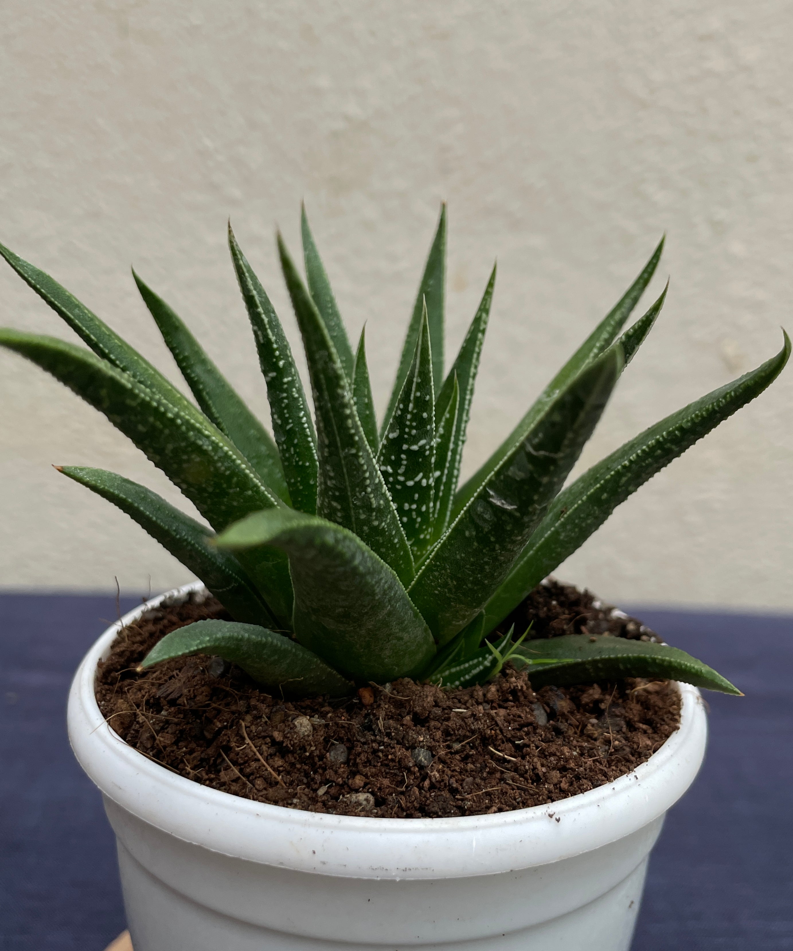 Haworthia glabrata with smooth glossy dark green leaves