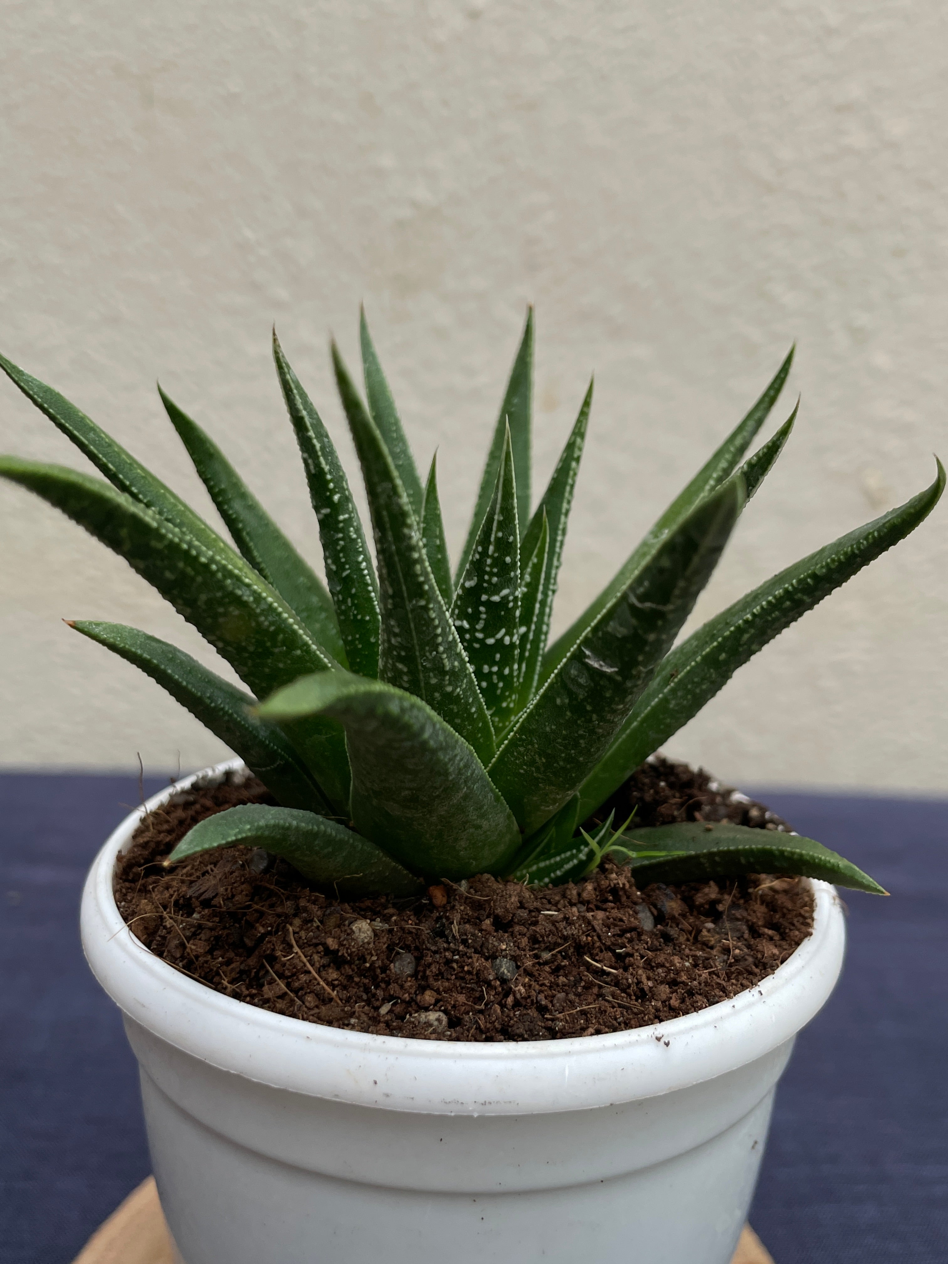 Haworthia glabrata with smooth glossy dark green leaves
