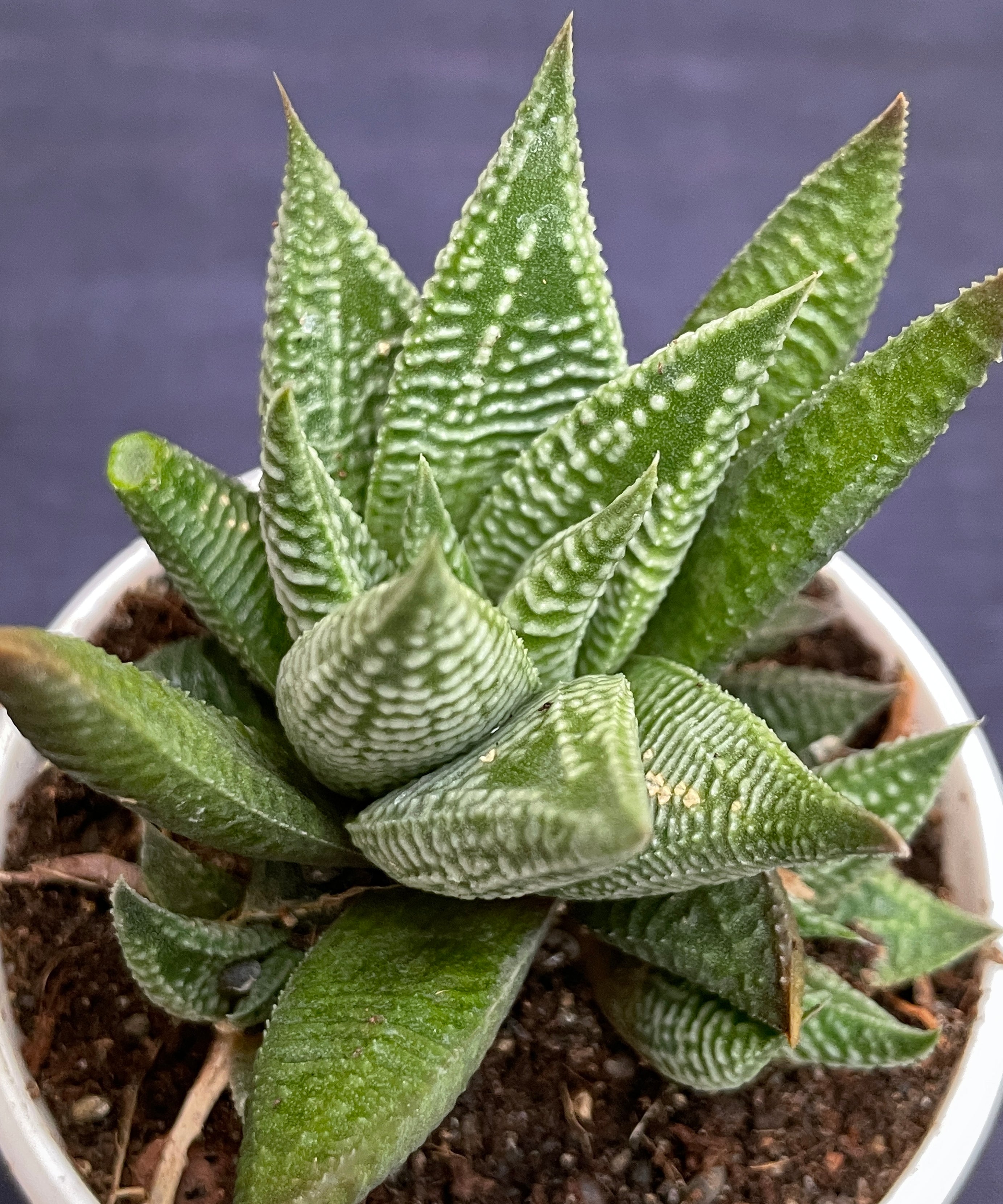 Haworthia limifolia Striata


