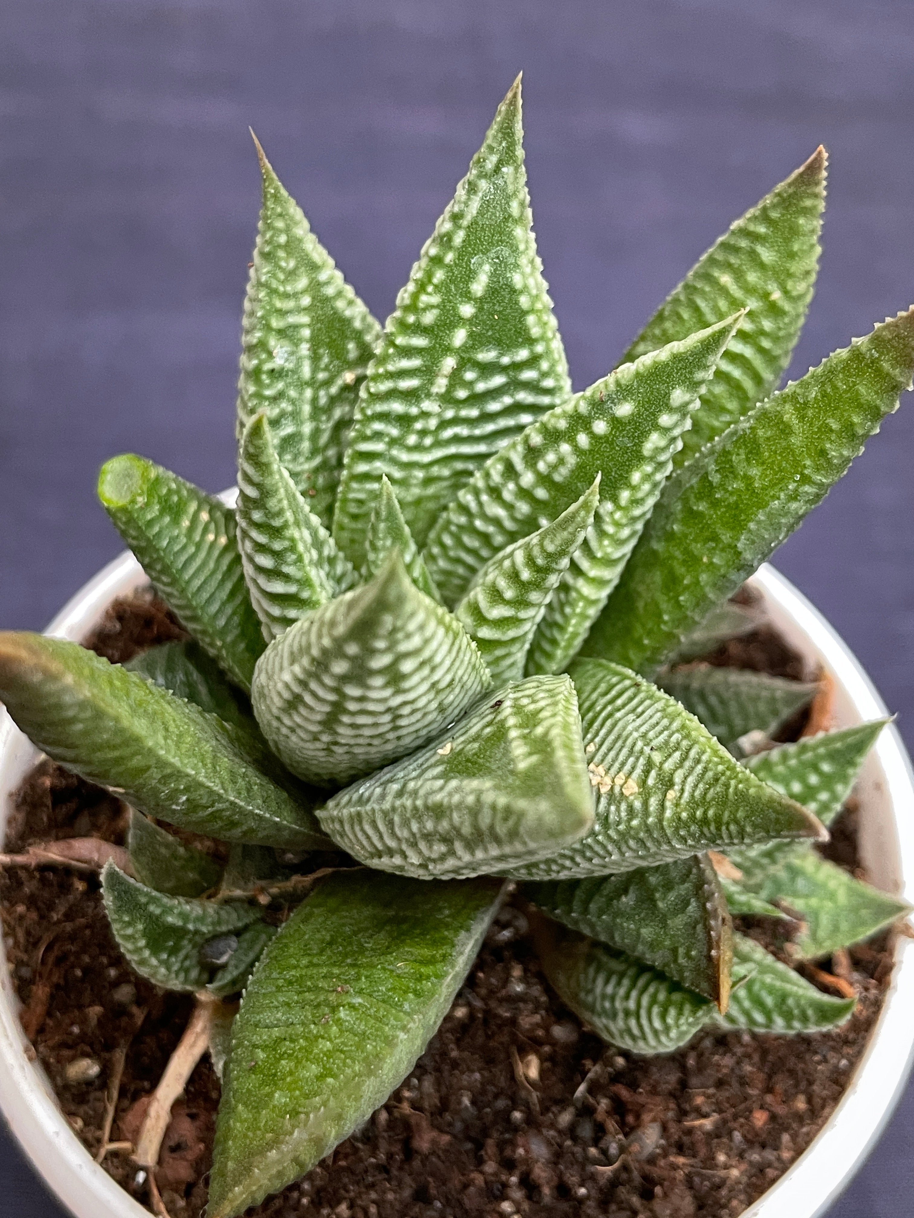 Haworthia limifolia Striata

