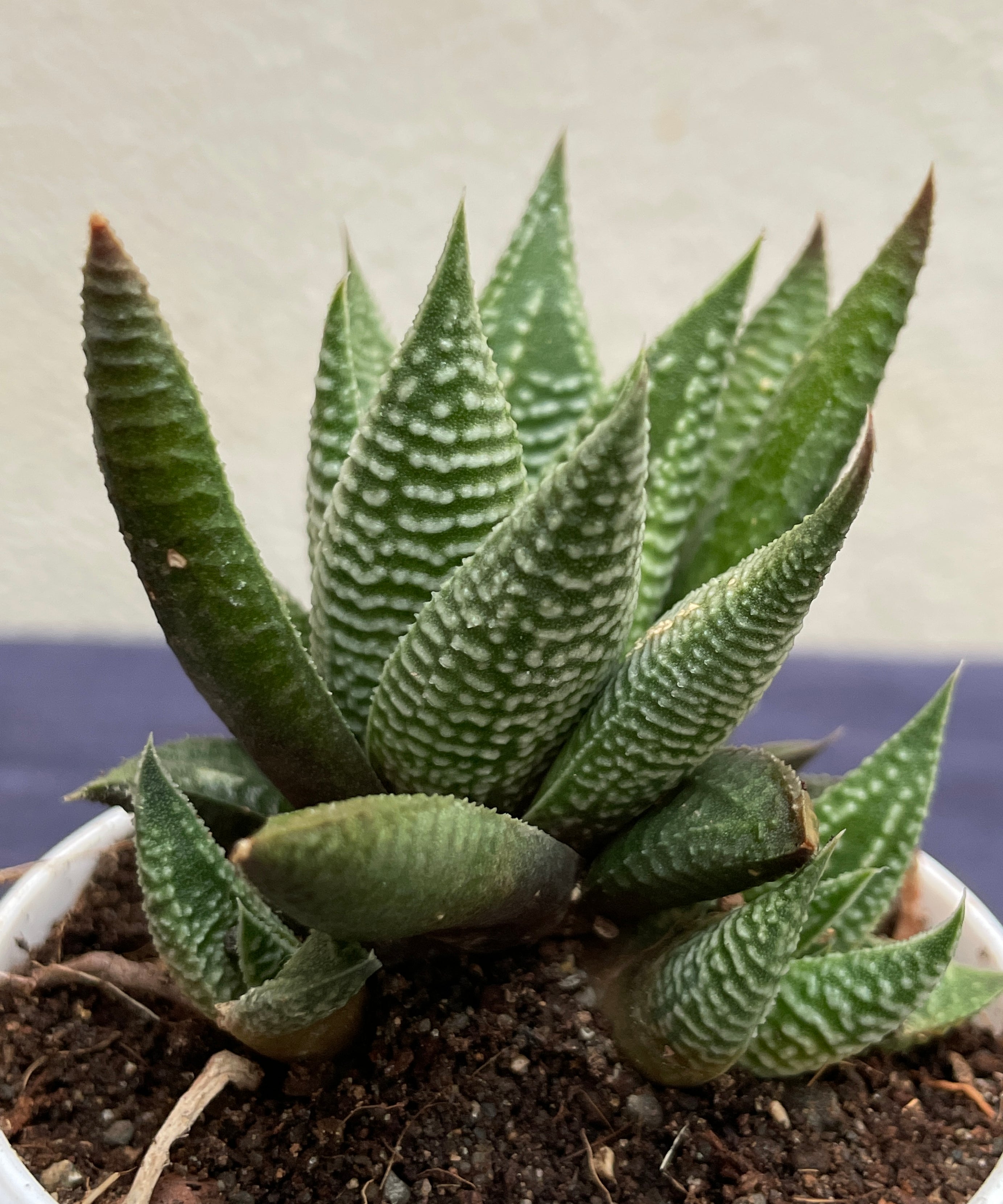 Haworthia limifolia Striata


