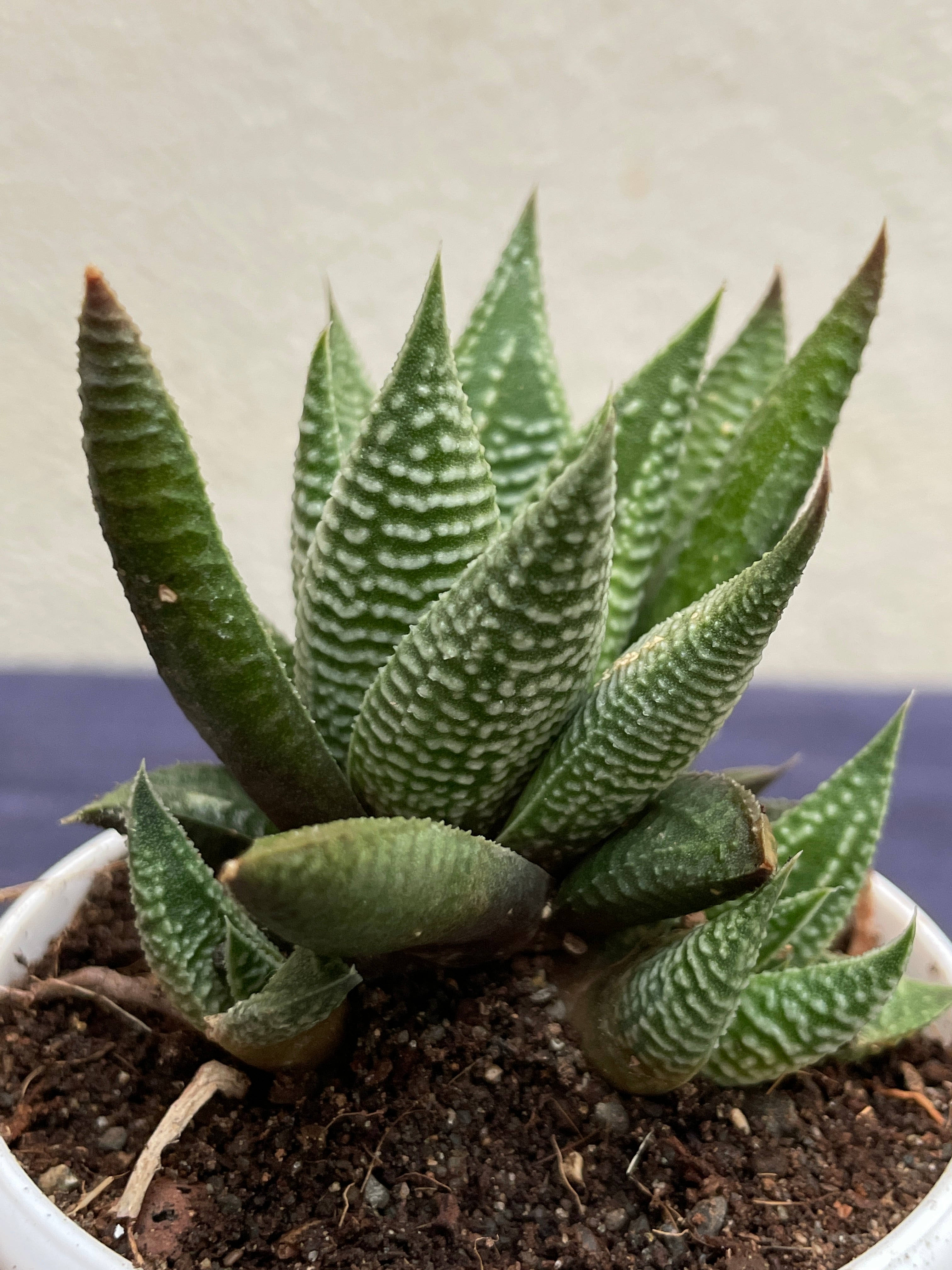 Haworthia limifolia Striata

