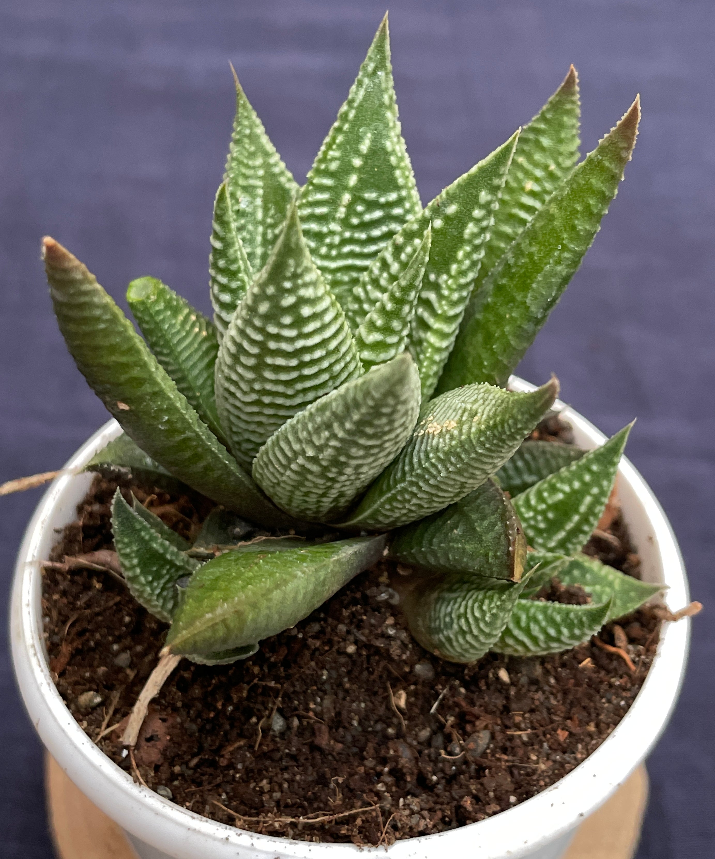 Haworthia limifolia Striata

