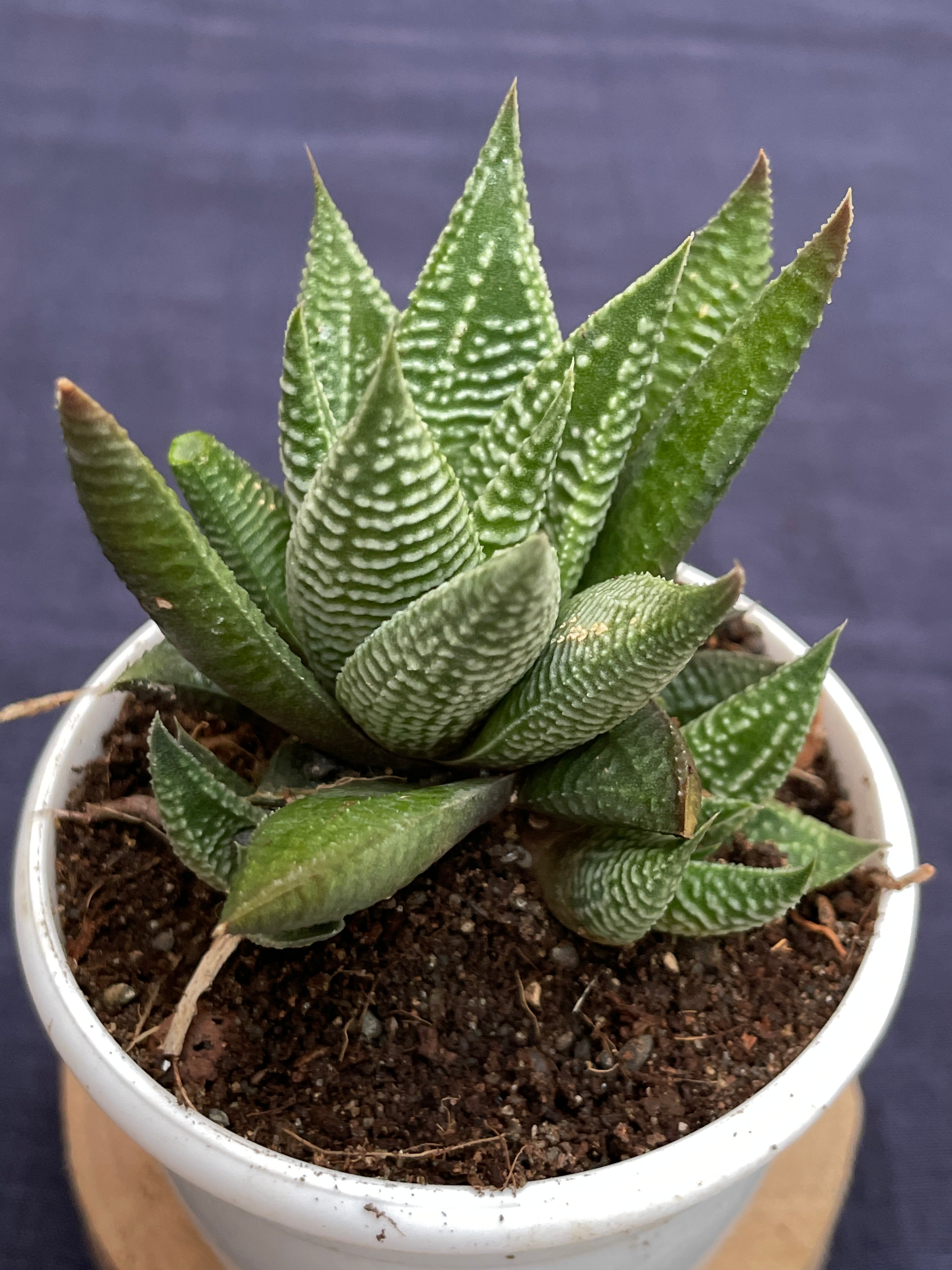 Haworthia limifolia Striata

