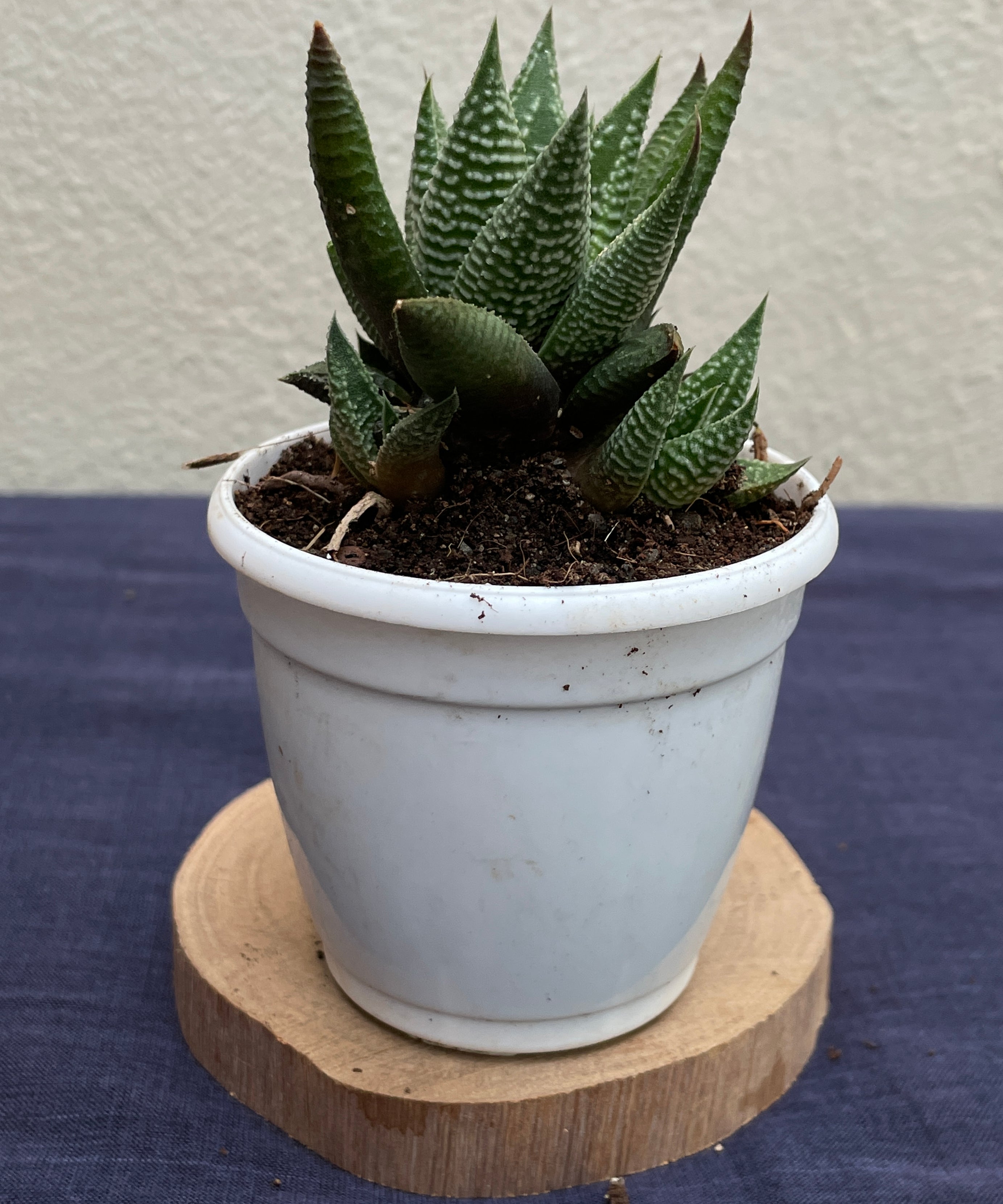 Haworthia limifolia Striata

