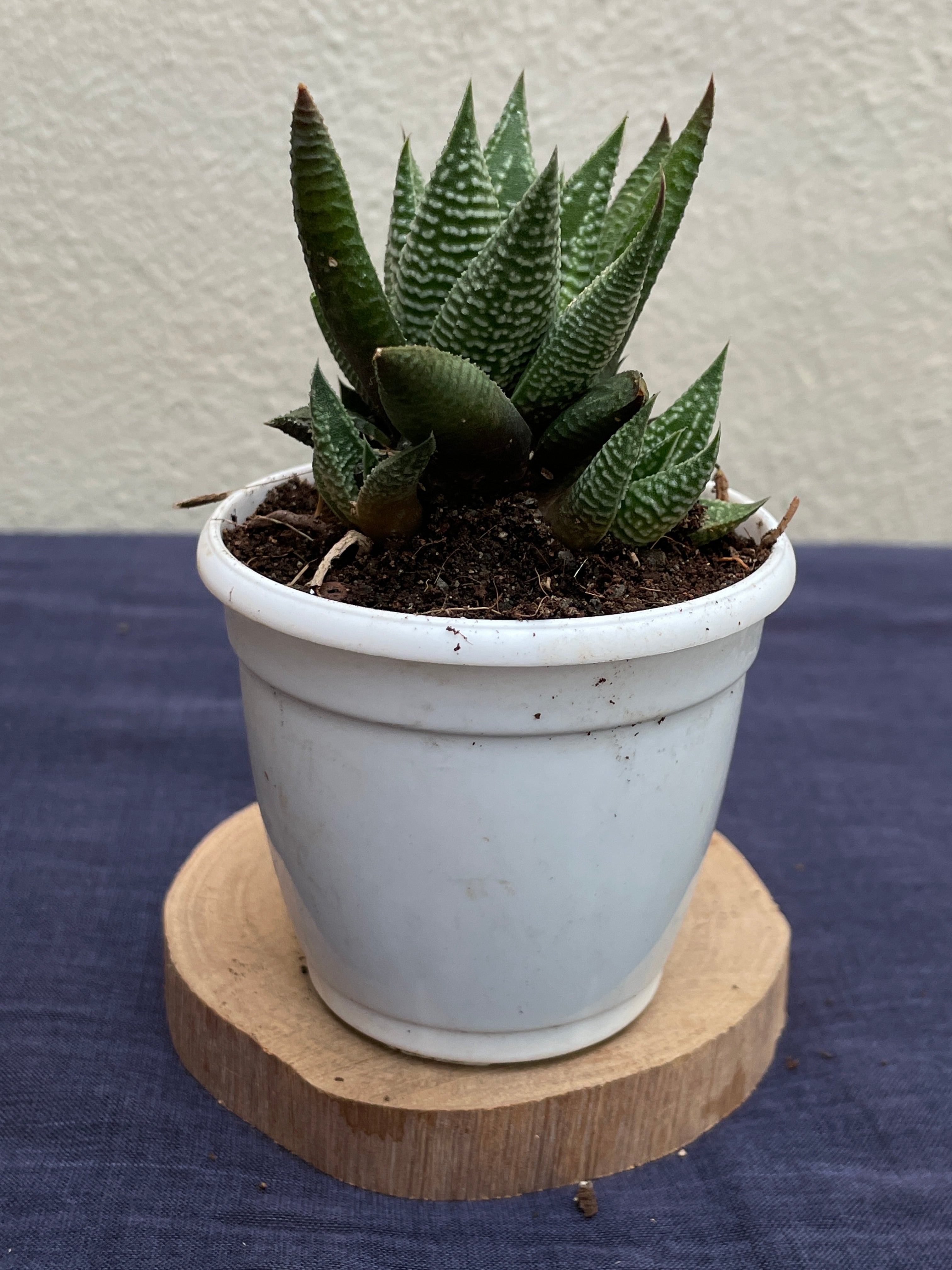 Haworthia limifolia Striata

