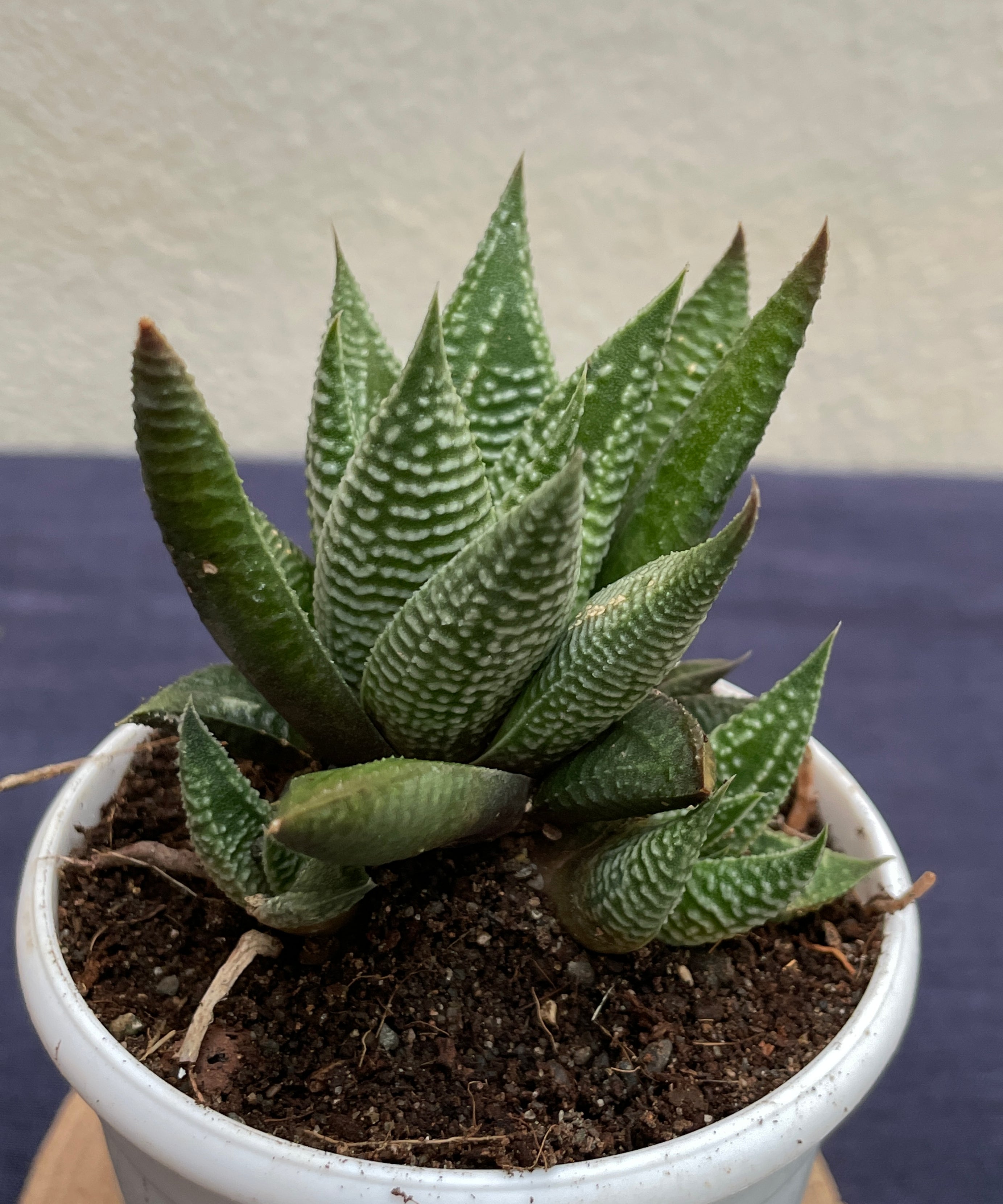 Haworthia limifolia Striata
