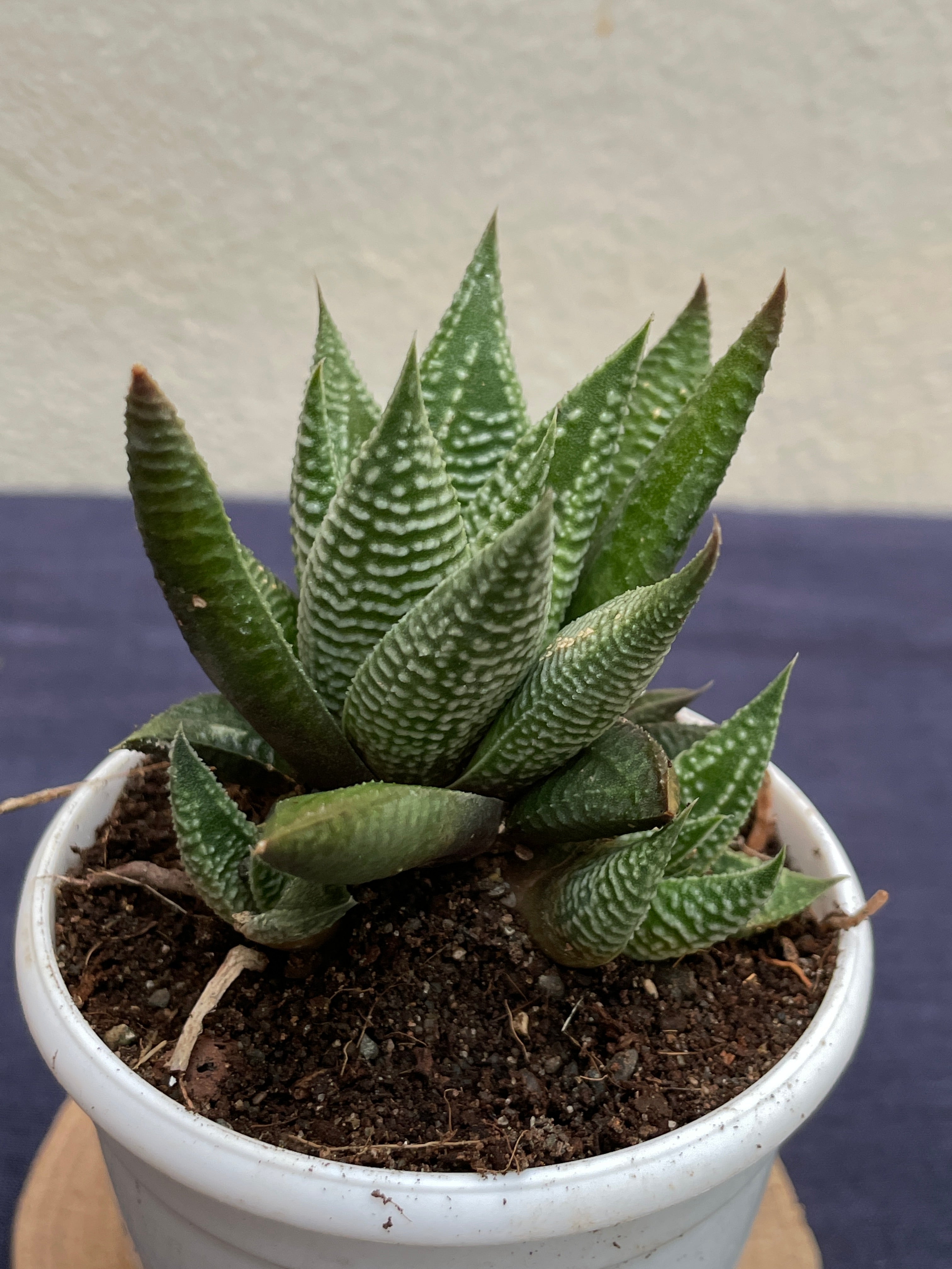 Haworthia limifolia Striata
