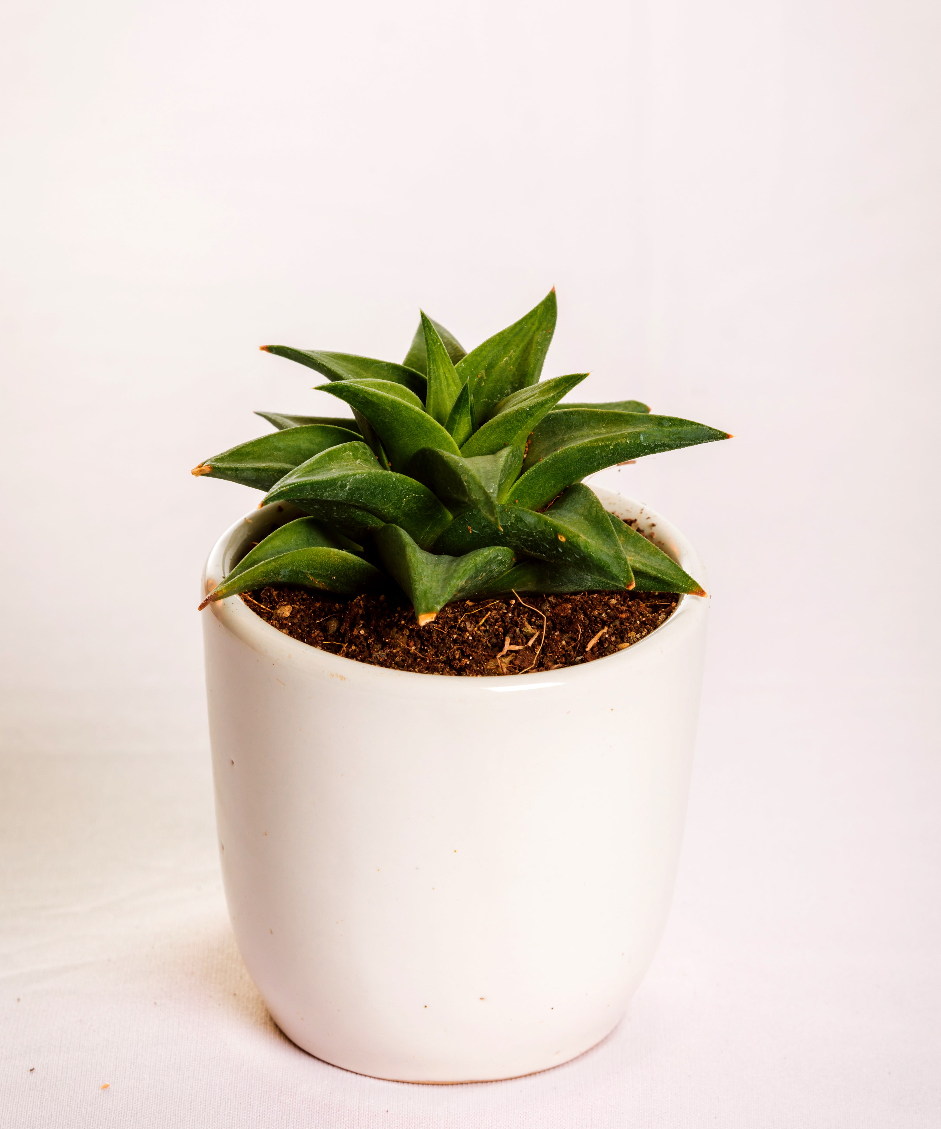 Haworthia limifolia ubomboensis

