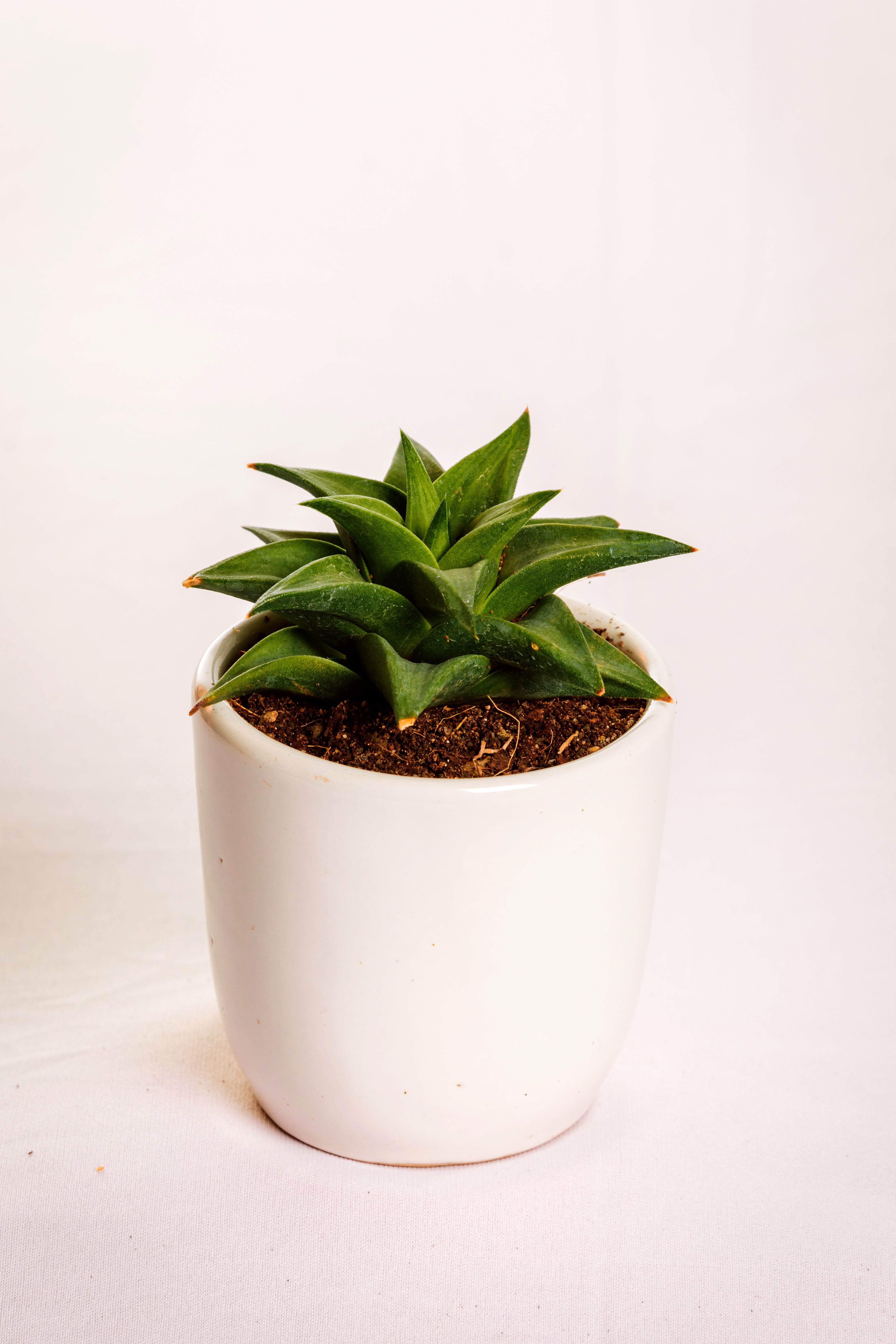 Haworthia limifolia ubomboensis

