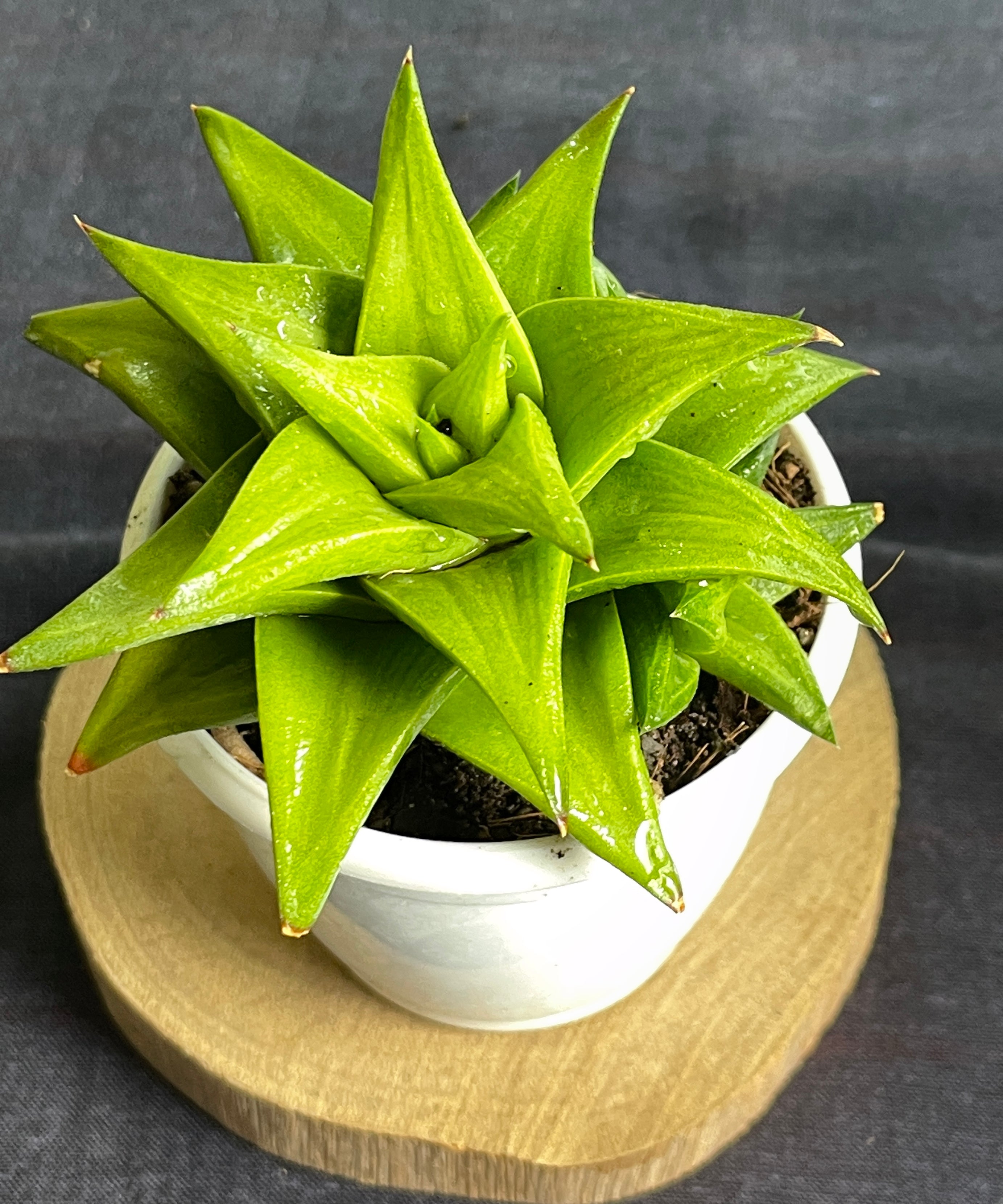 Haworthia limifolia ubomboensis

